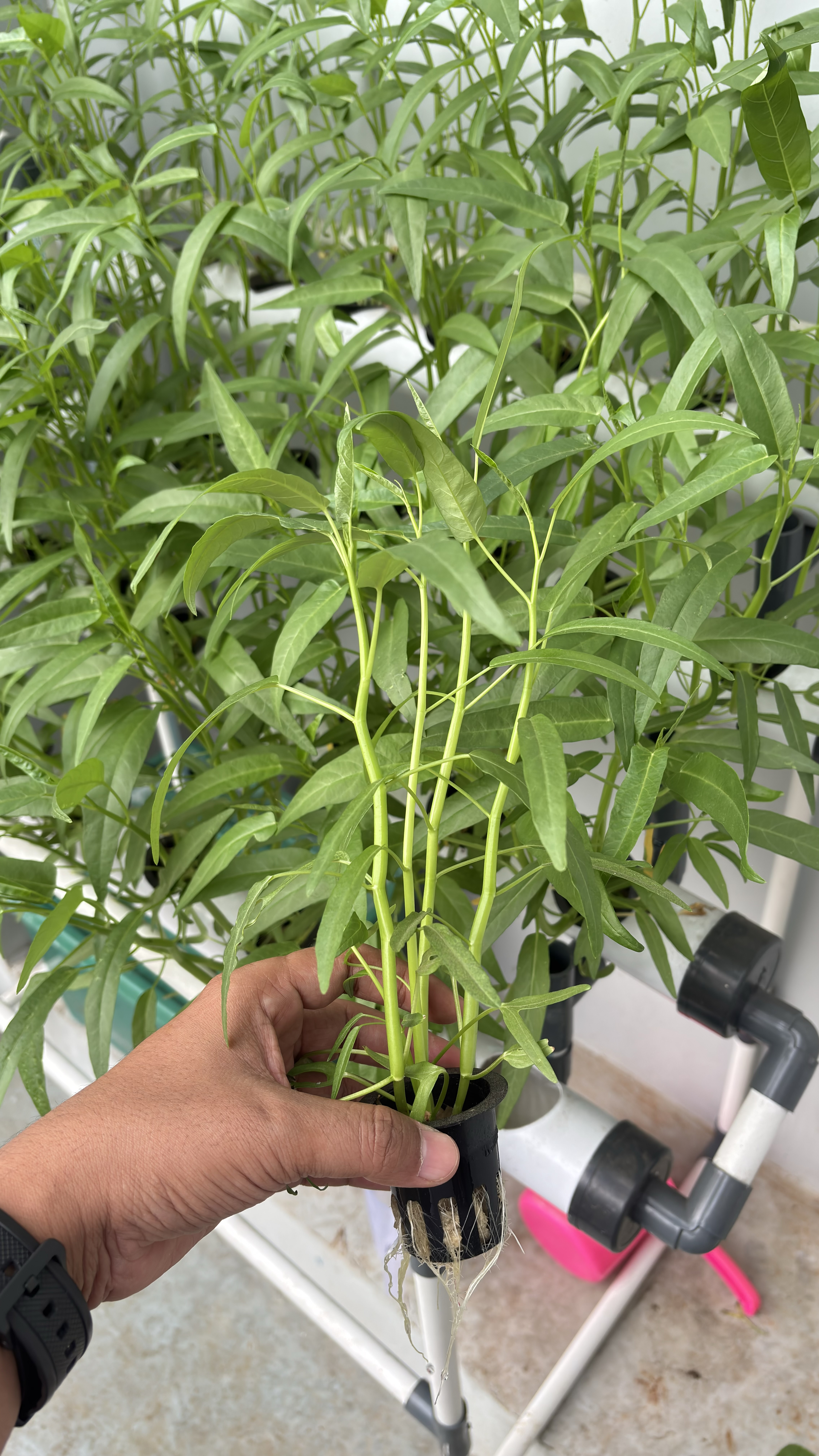 Lahan Urban Farming SMAN 116 Jakarta - Gambar 80