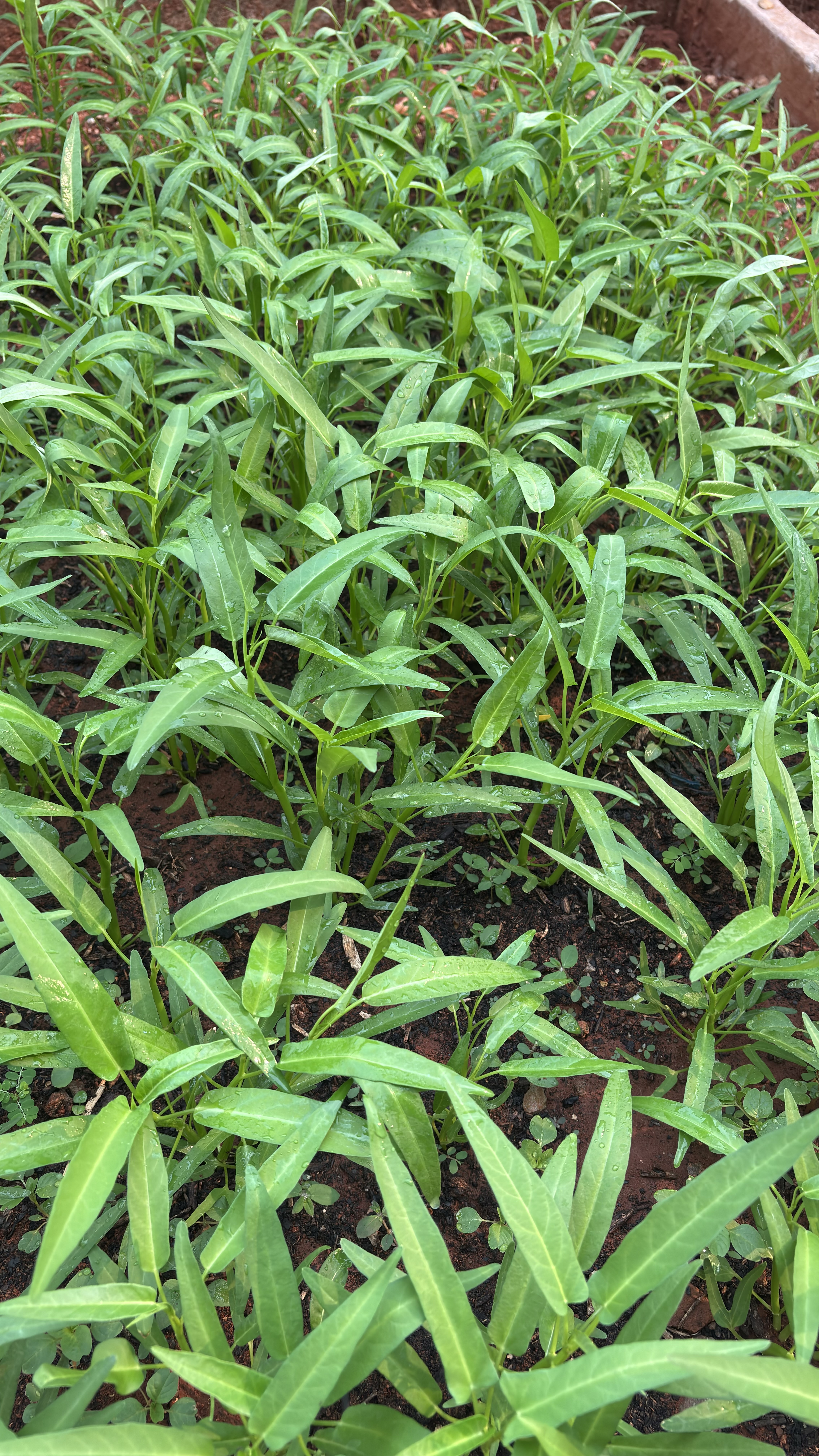 Lahan Urban Farming SMAN 116 Jakarta - Gambar 79