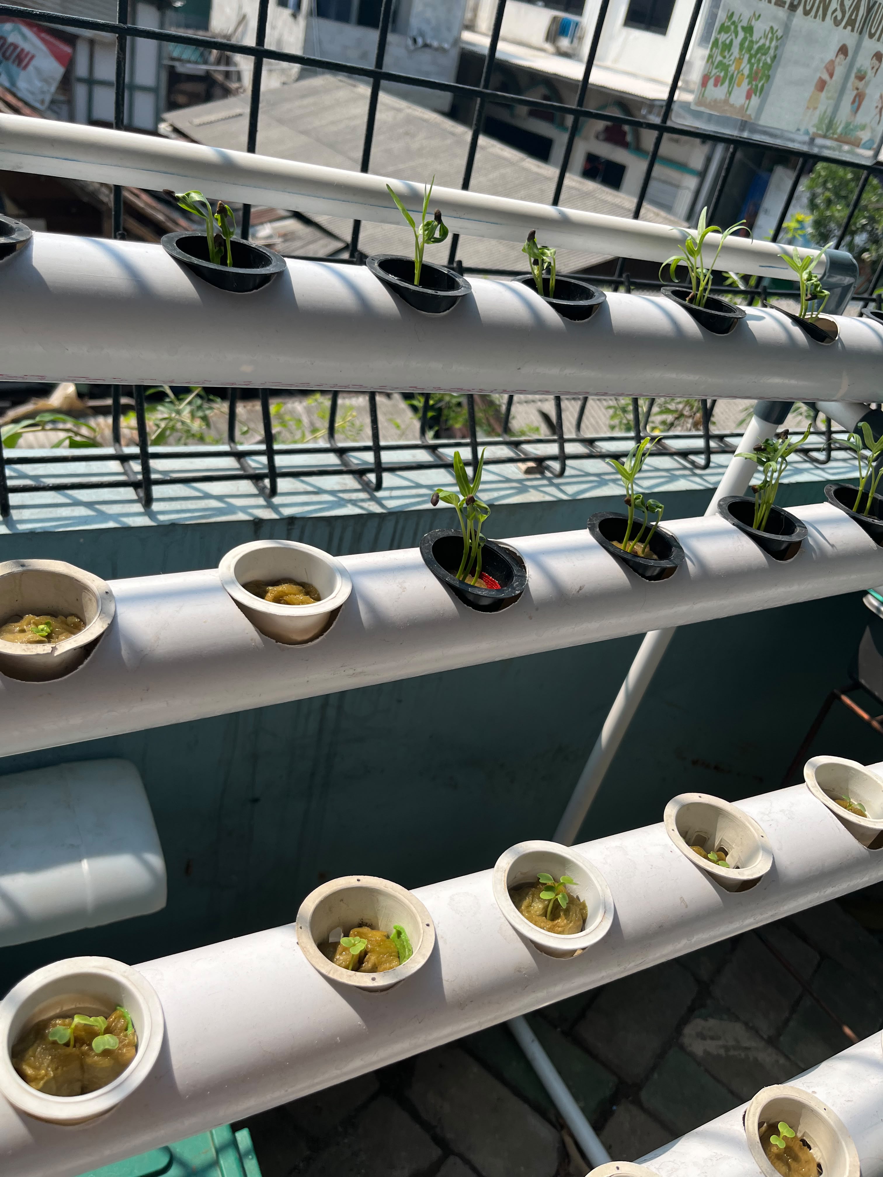 Lahan Urban Farming SMKN 43 Jakarta - Gambar 133