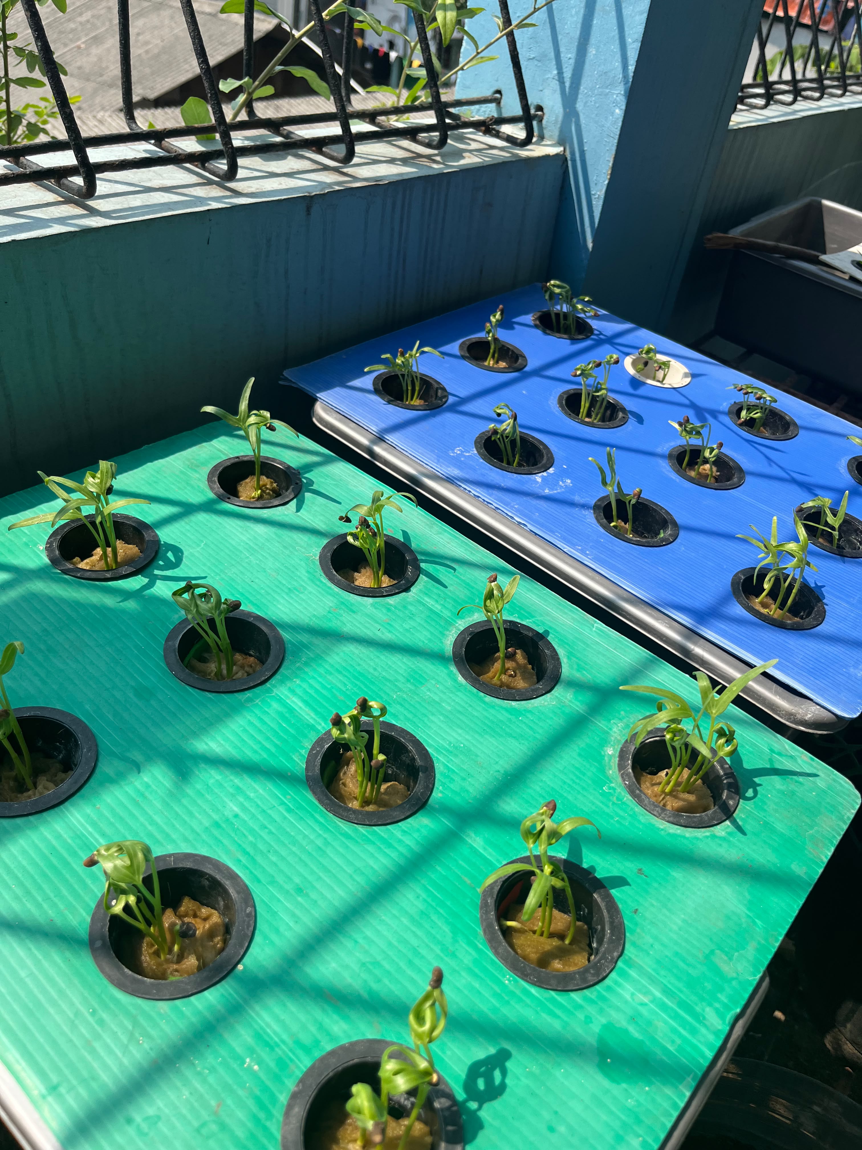 Lahan Urban Farming SMKN 43 Jakarta - Gambar 132