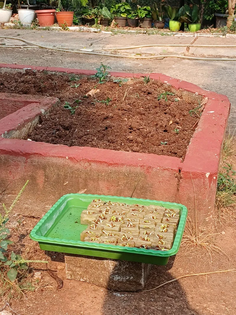 Lahan Urban Farming SMAN 109 Jakarta - Gambar 158