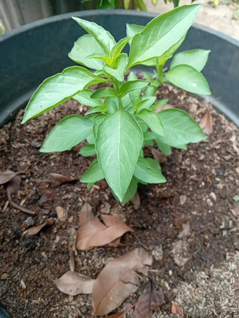Lahan Urban Farming SMAN 109 Jakarta - Gambar 155