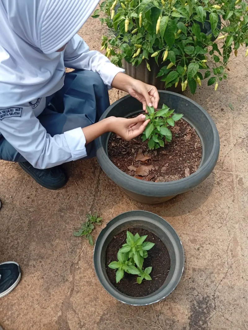 Lahan Urban Farming SMAN 109 Jakarta - Gambar 154