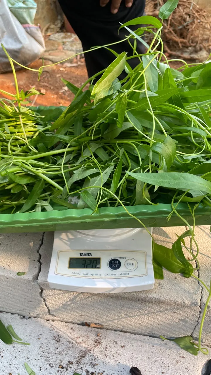 Lahan Urban Farming SLBN 01 Lebak Bulus - Gambar 40