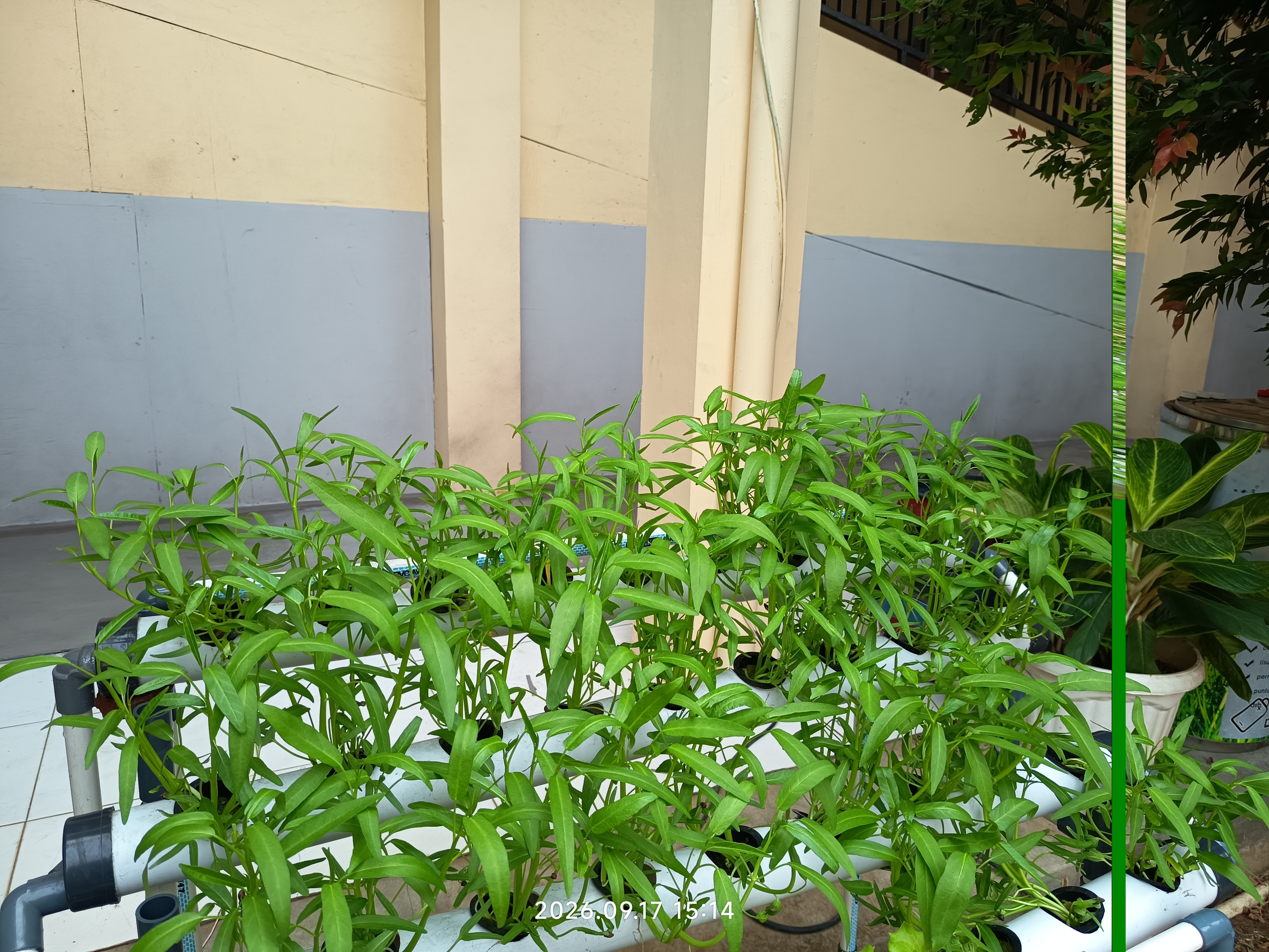 Lahan Urban Farming SLB A Pembina Tingkat Nasional - Gambar 72
