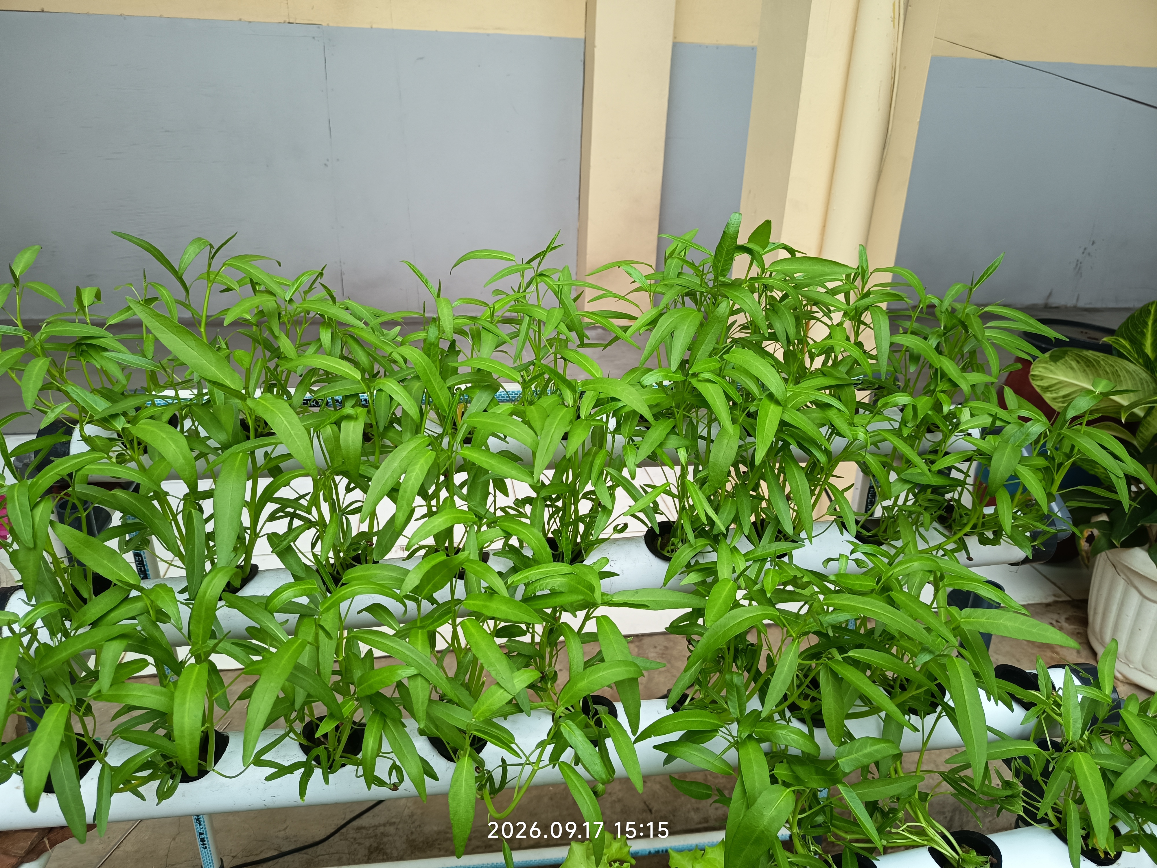 Lahan Urban Farming SLB A Pembina Tingkat Nasional - Gambar 73