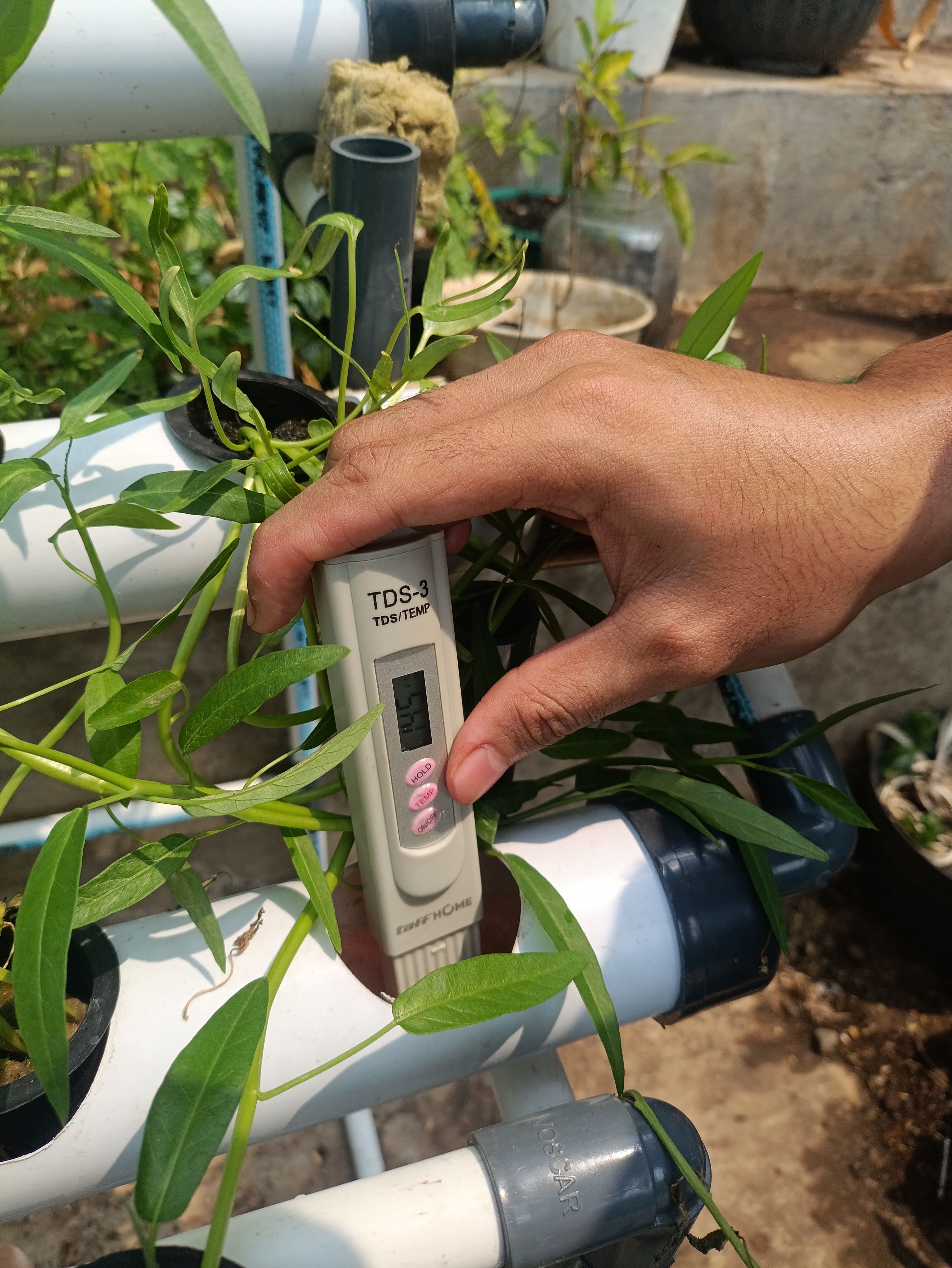 Lahan Urban Farming SMAN 63 Jakarta - Gambar 54