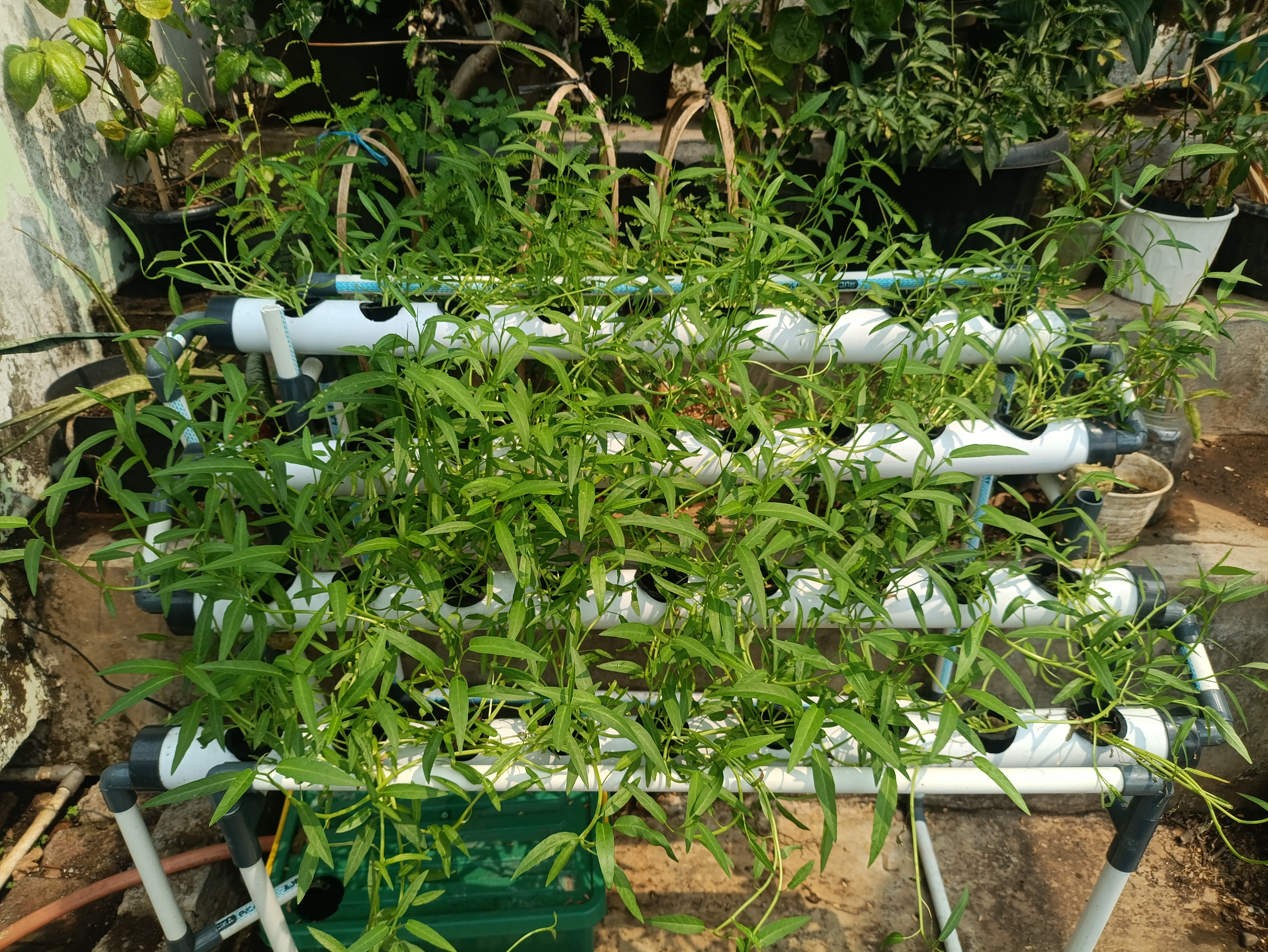Lahan Urban Farming SMAN 63 Jakarta - Gambar 53