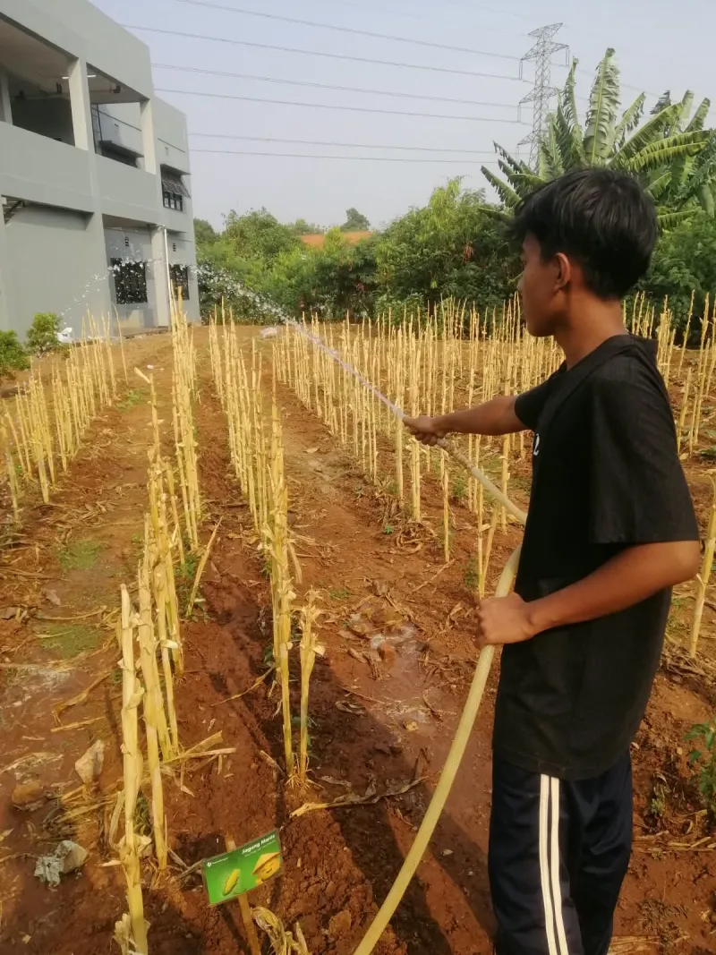 Lahan Urban Farming SMAN 34 Jakarta - Gambar 42
