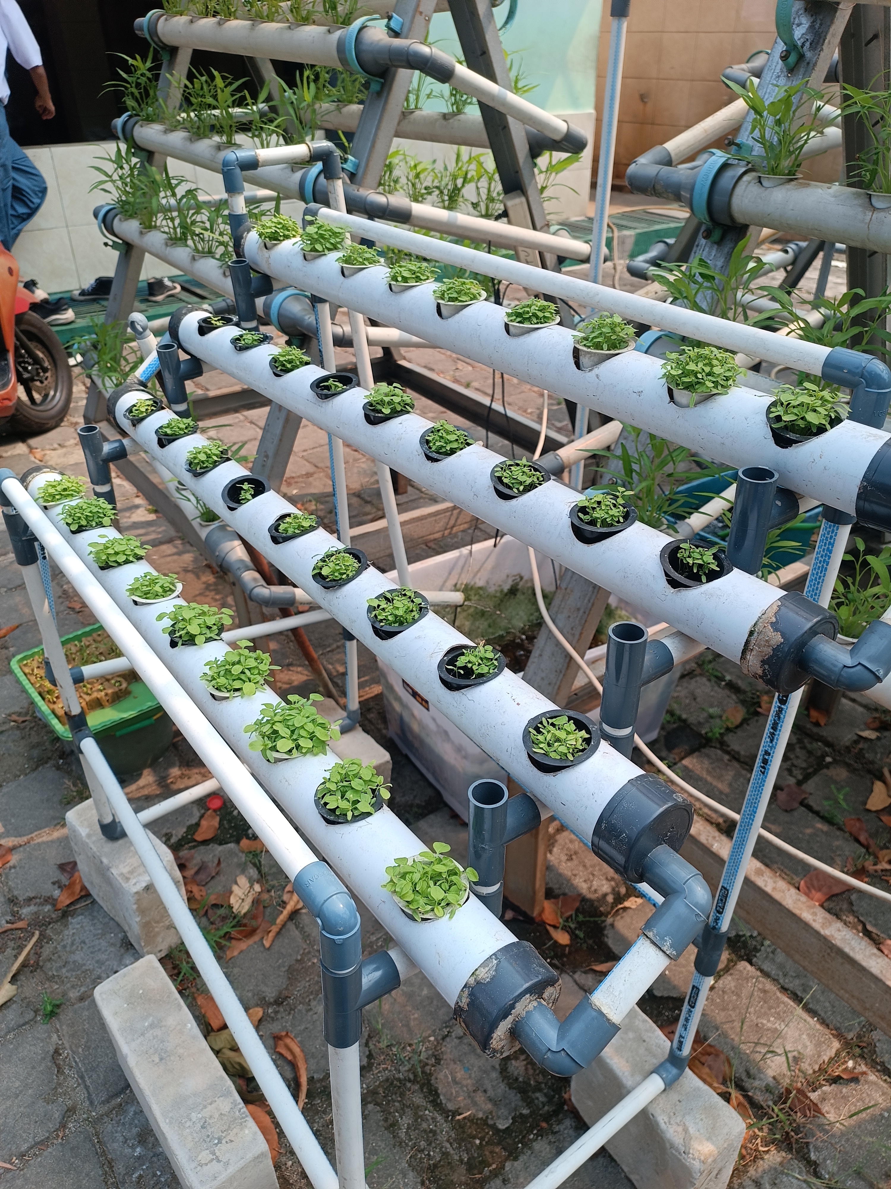Lahan Urban Farming SMKN 59 Jakarta - Gambar 141