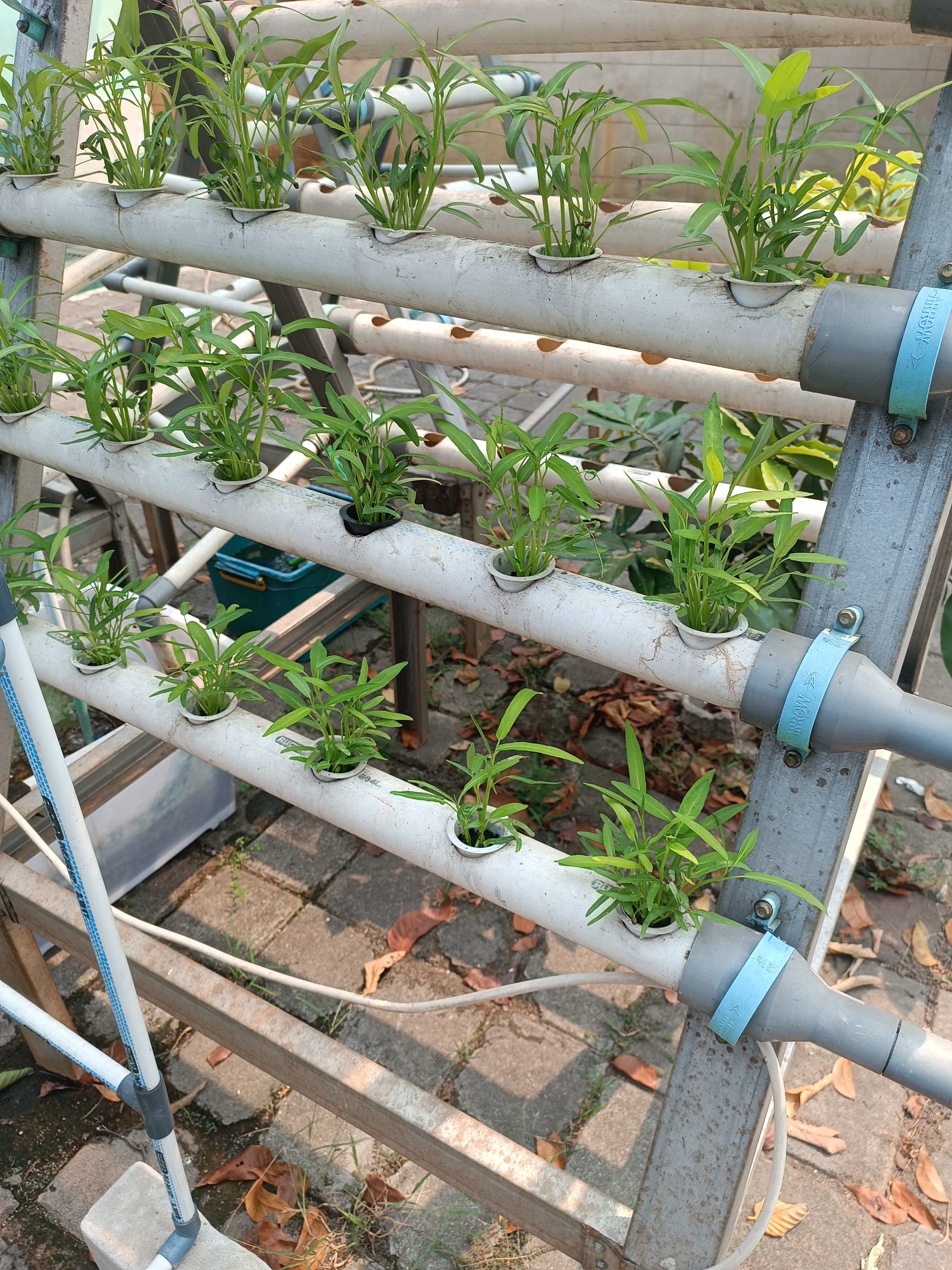 Lahan Urban Farming SMKN 59 Jakarta - Gambar 142