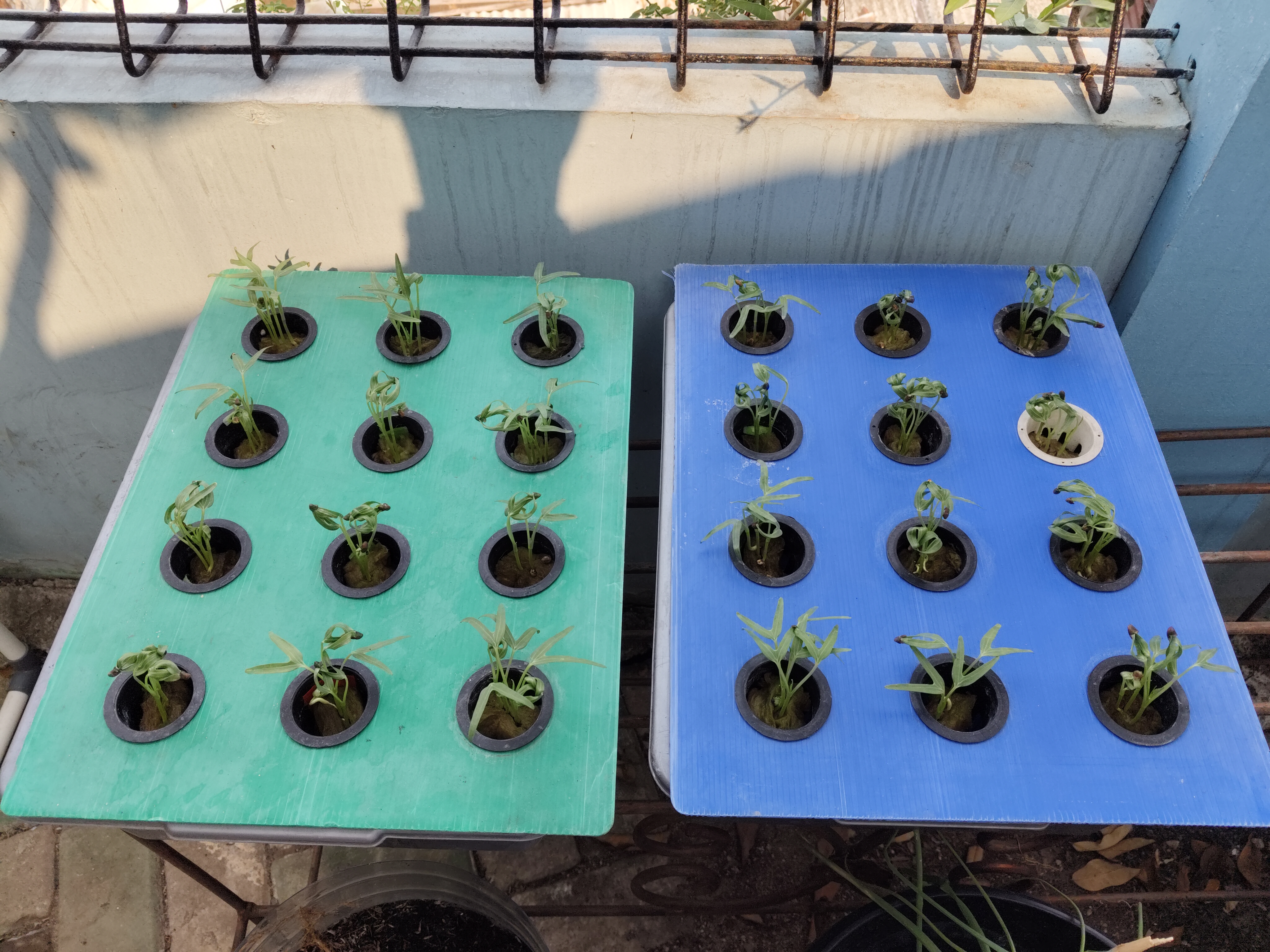 Lahan Urban Farming SMKN 43 Jakarta - Gambar 130