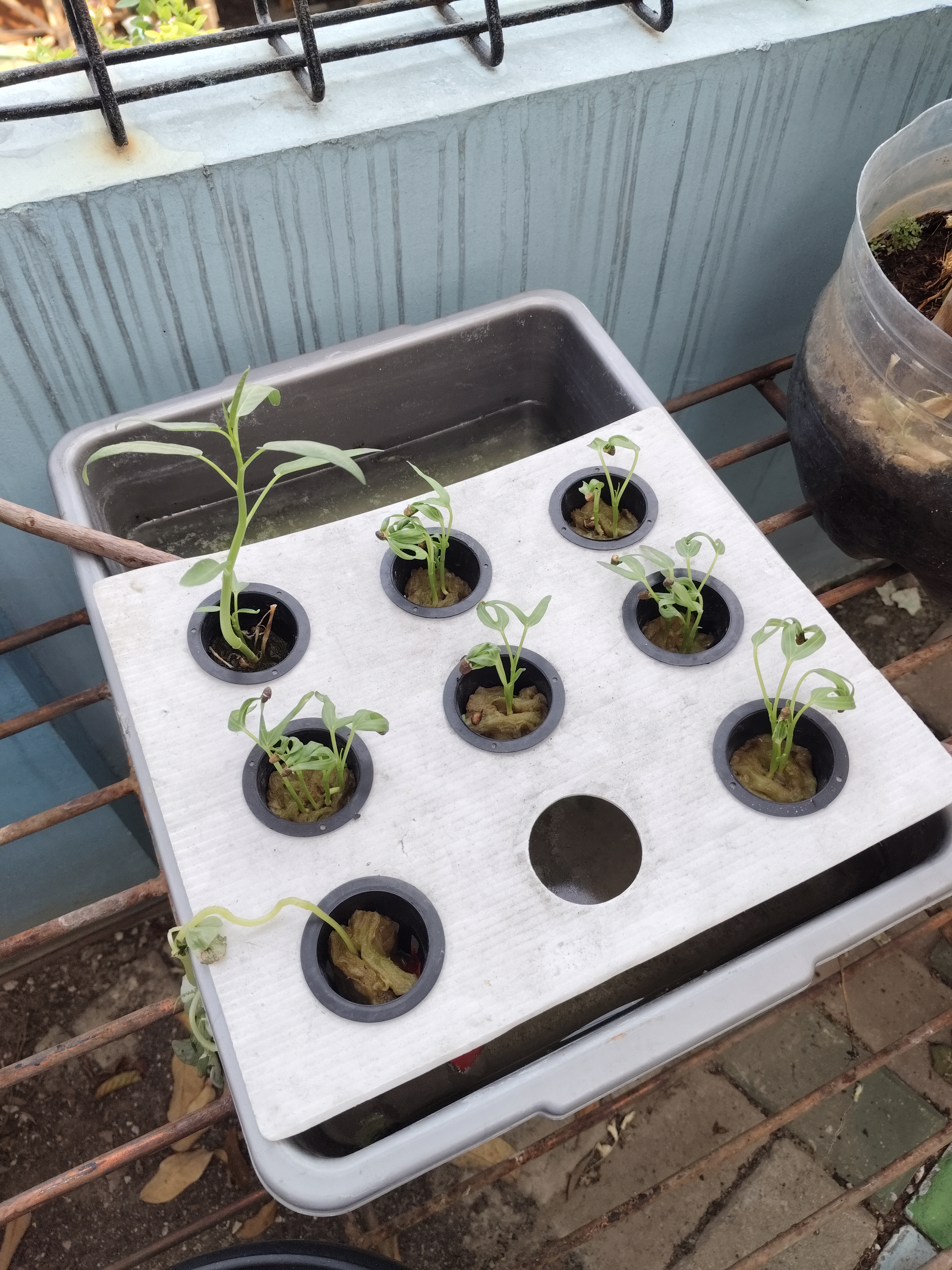 Lahan Urban Farming SMKN 43 Jakarta - Gambar 129