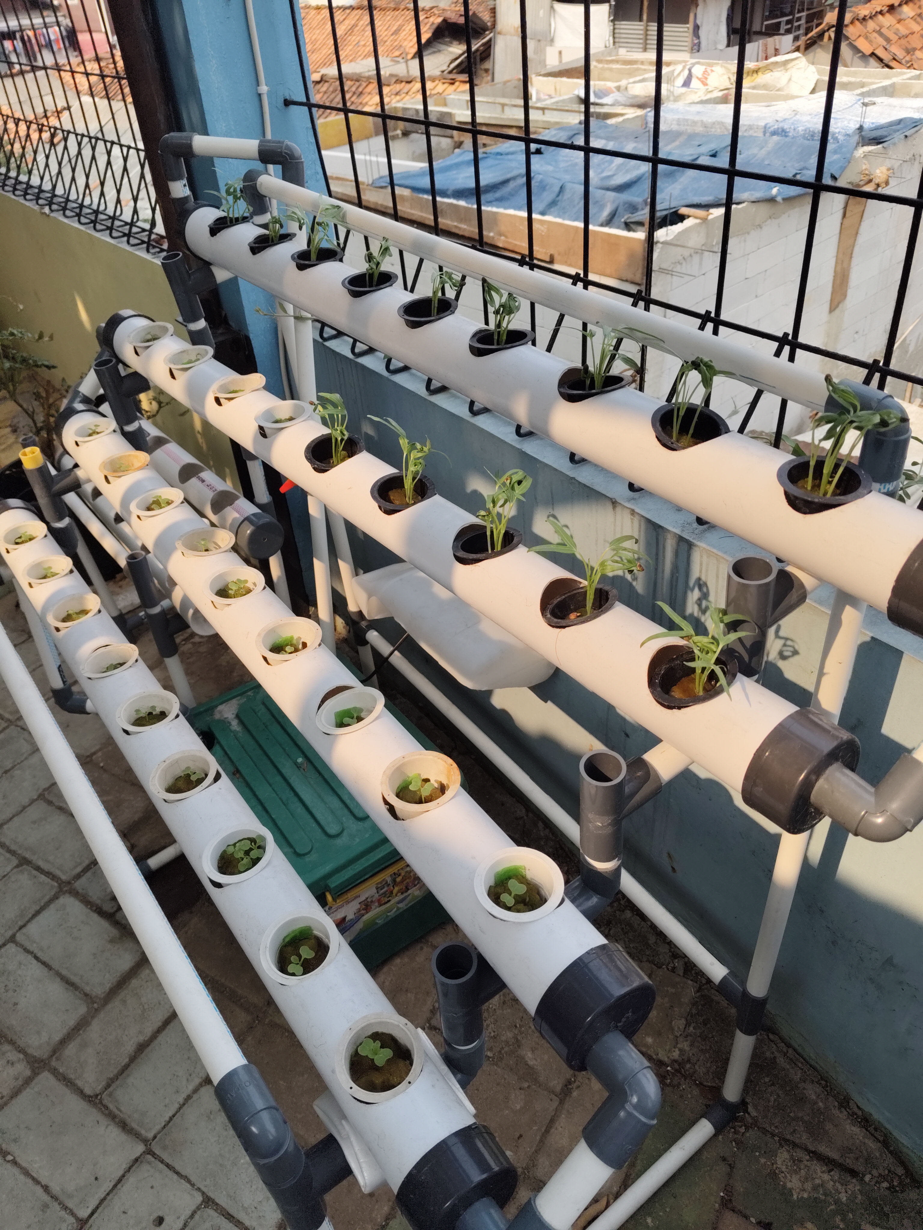 Lahan Urban Farming SMKN 43 Jakarta - Gambar 128