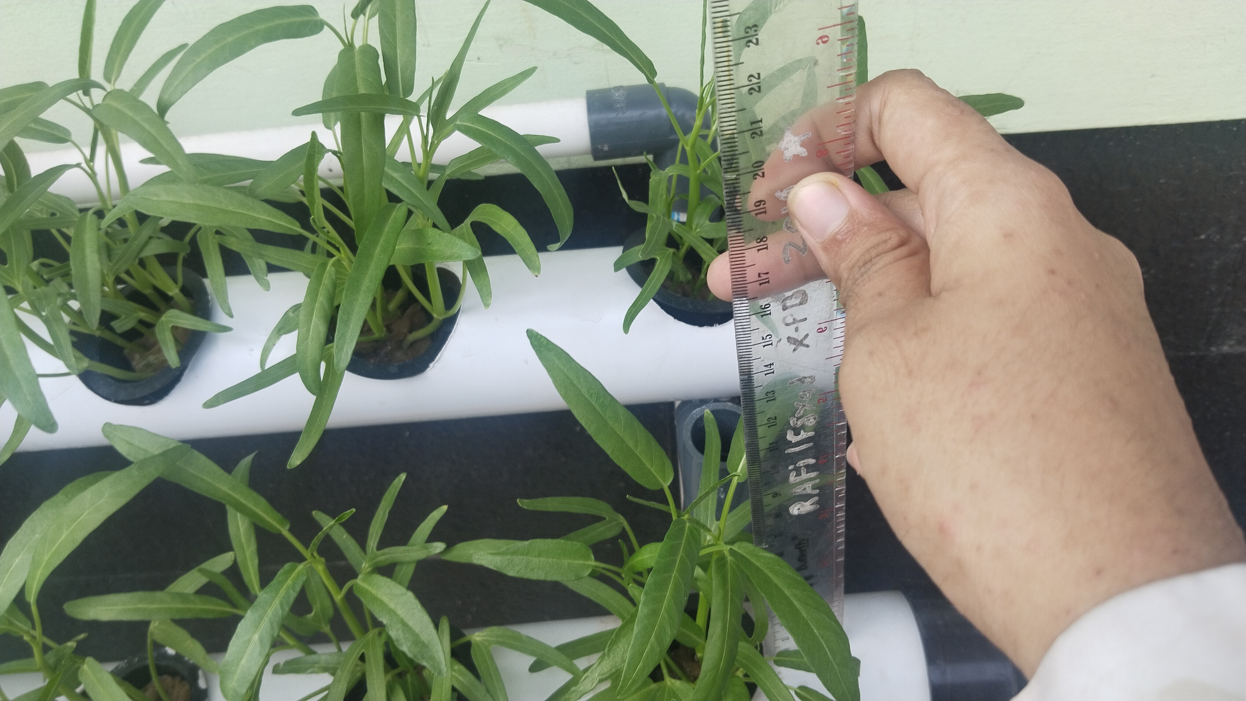 Lahan Urban Farming SMKN 20 Jakarta - Gambar 71