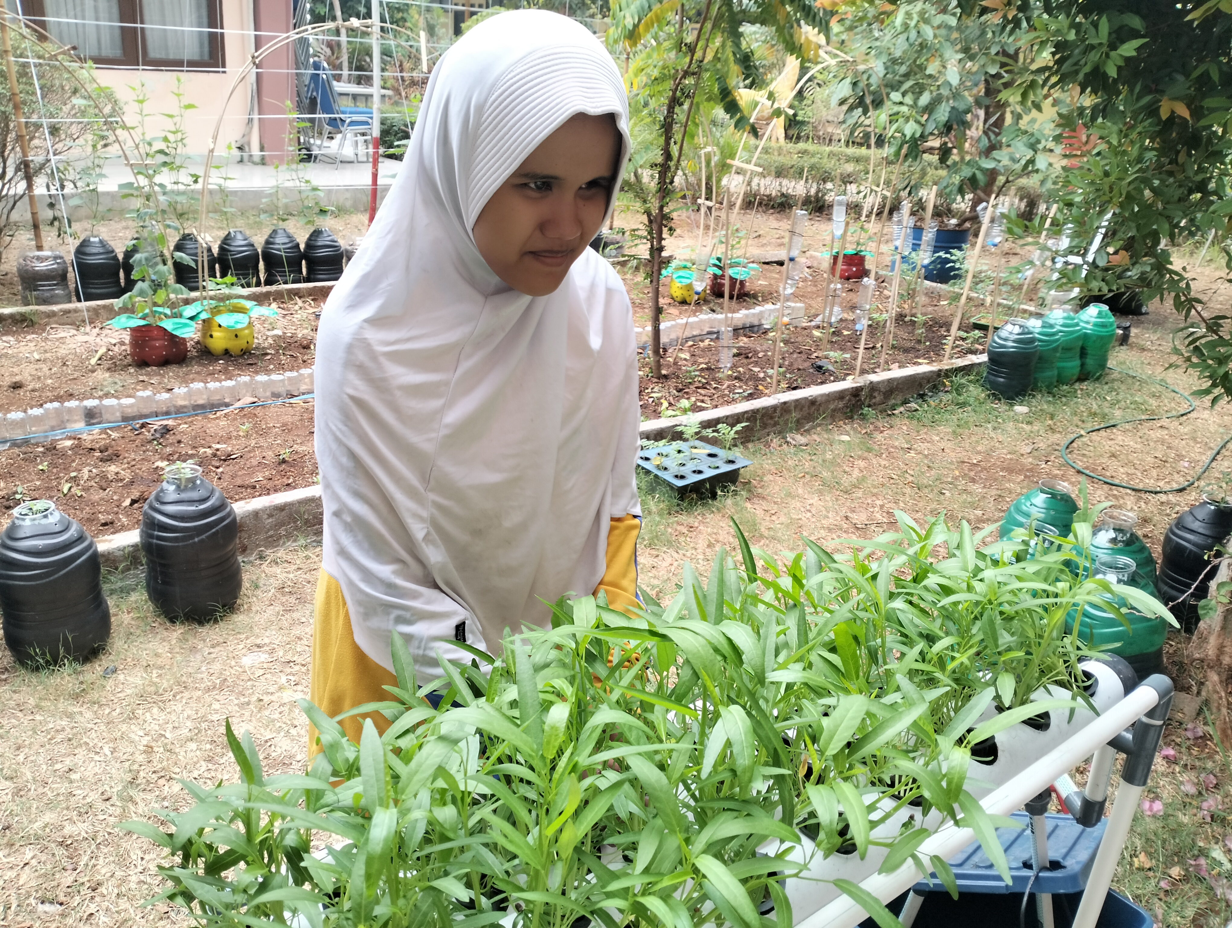 Lahan Urban Farming SLB A Pembina Tingkat Nasional - Gambar 70