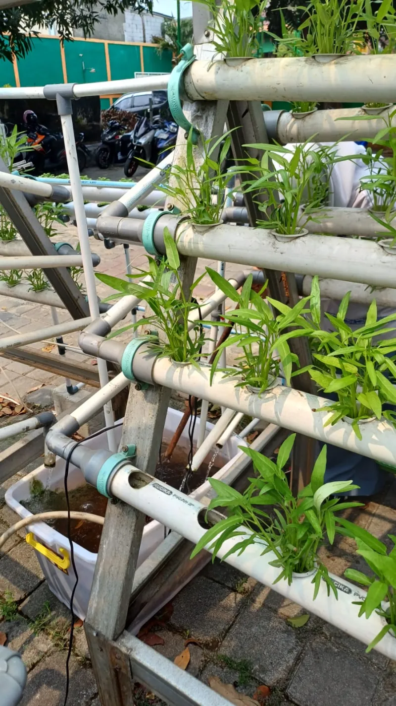 Lahan Urban Farming SMKN 59 Jakarta - Gambar 137