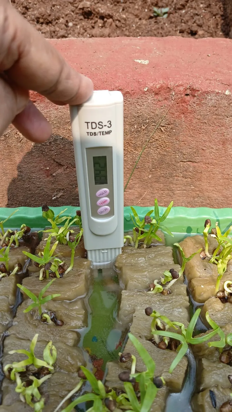 Lahan Urban Farming SMAN 109 Jakarta - Gambar 152