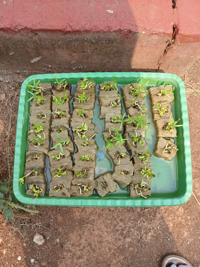 Lahan Urban Farming SMAN 109 Jakarta - Gambar 153
