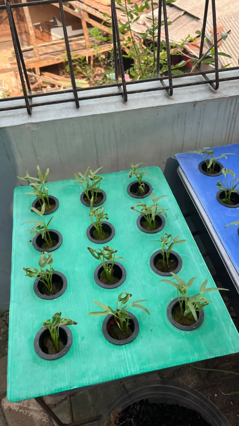Lahan Urban Farming SMKN 43 Jakarta - Gambar 125