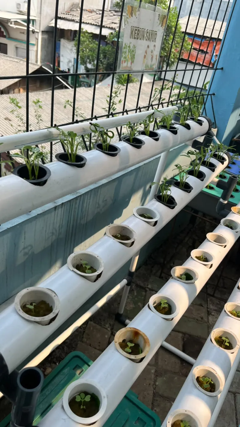 Lahan Urban Farming SMKN 43 Jakarta - Gambar 126