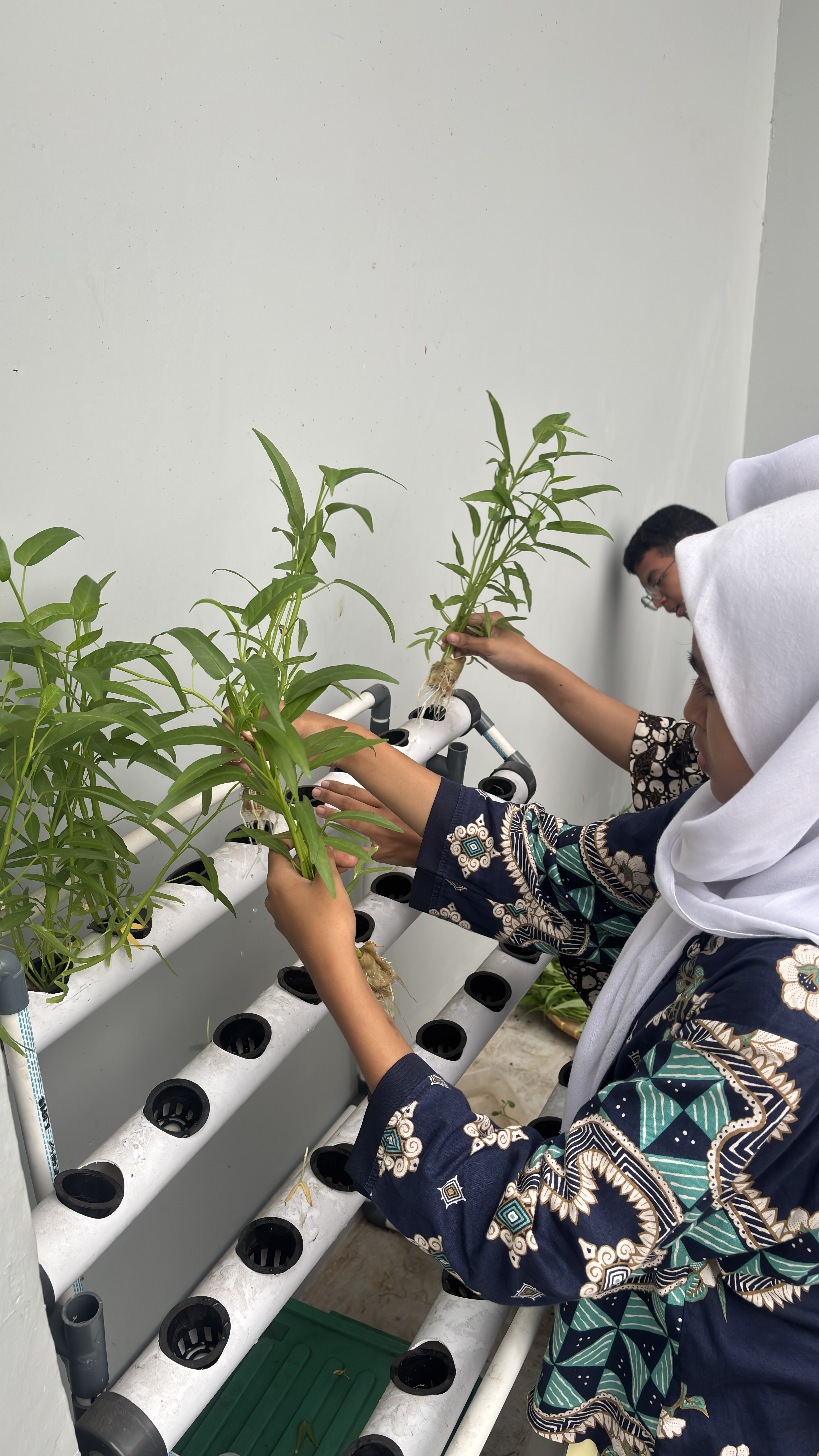 Lahan Urban Farming SMAN 116 Jakarta - Gambar 74