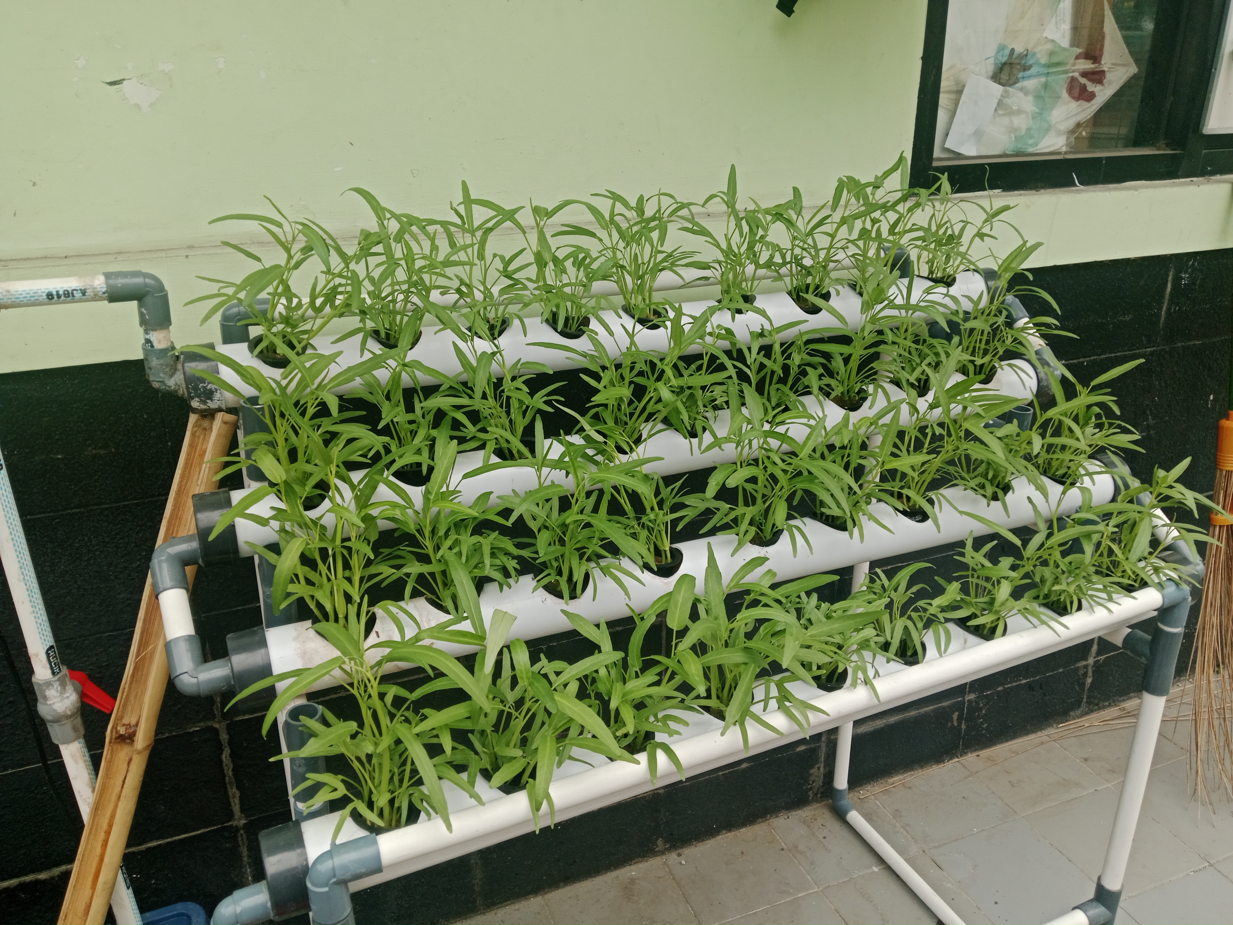 Lahan Urban Farming SMKN 20 Jakarta - Gambar 69