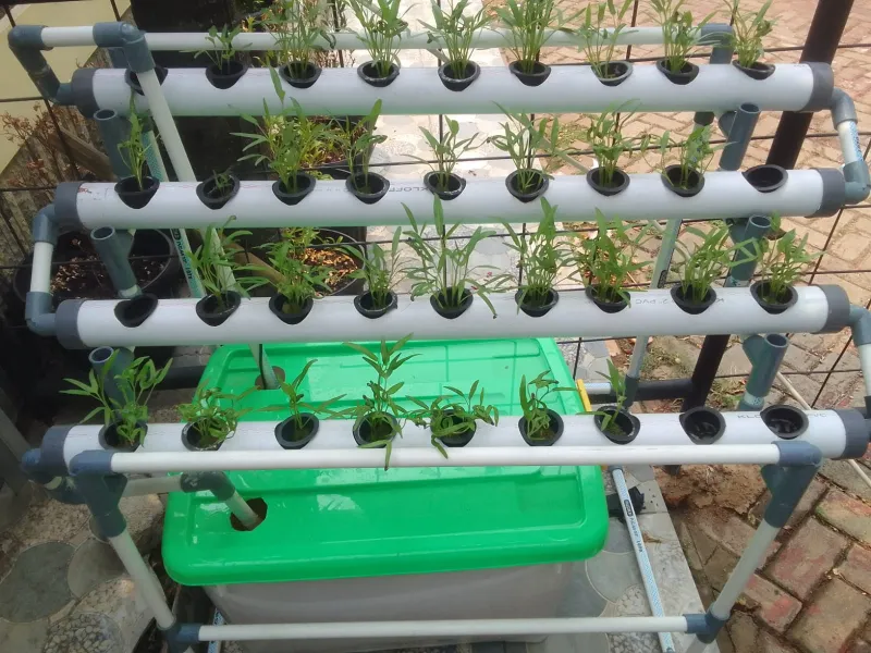 Lahan Urban Farming SDN Lenteng Agung 07 Jakarta - Gambar 65