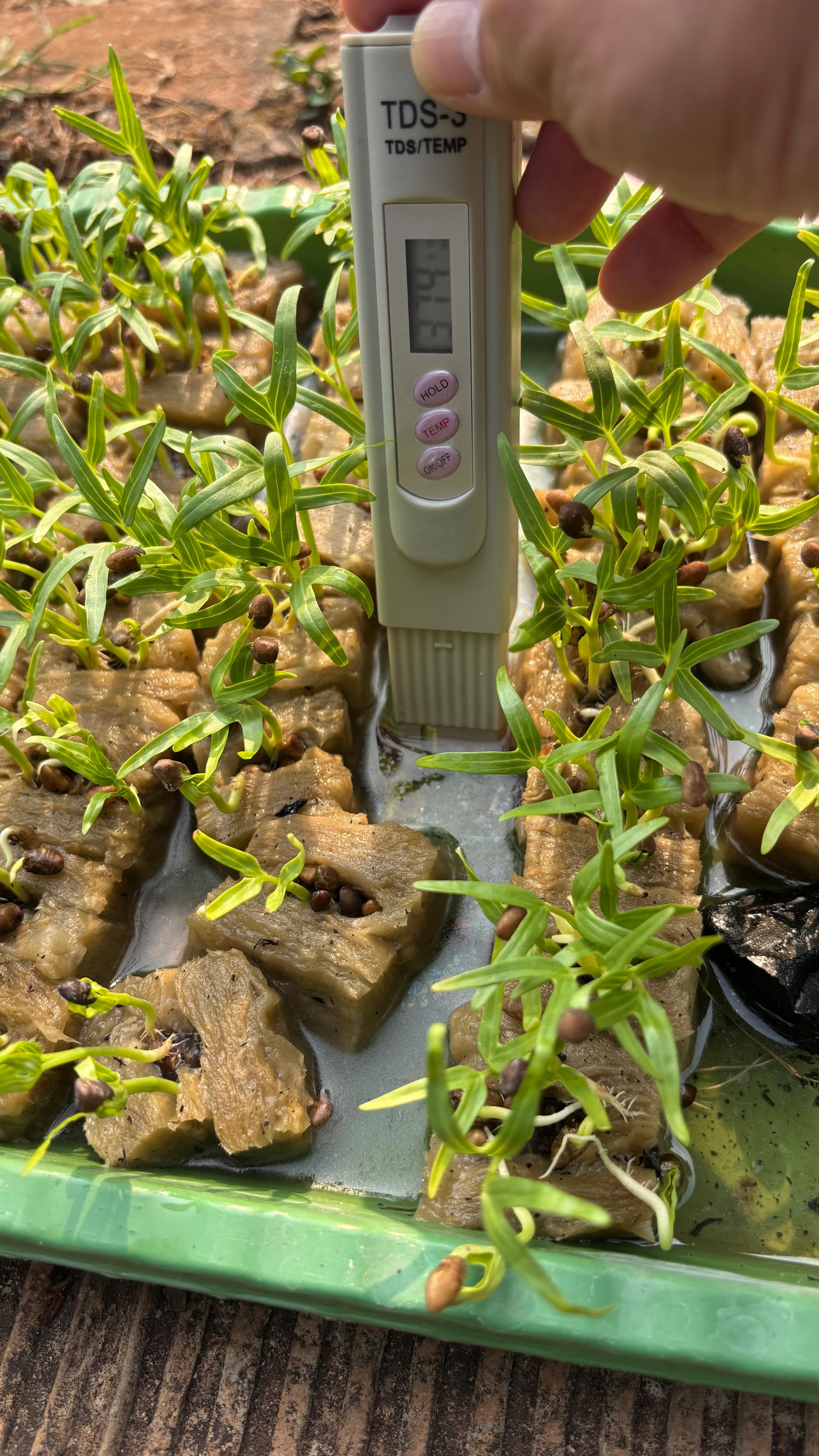 Lahan Urban Farming SMAN 109 Jakarta - Gambar 150