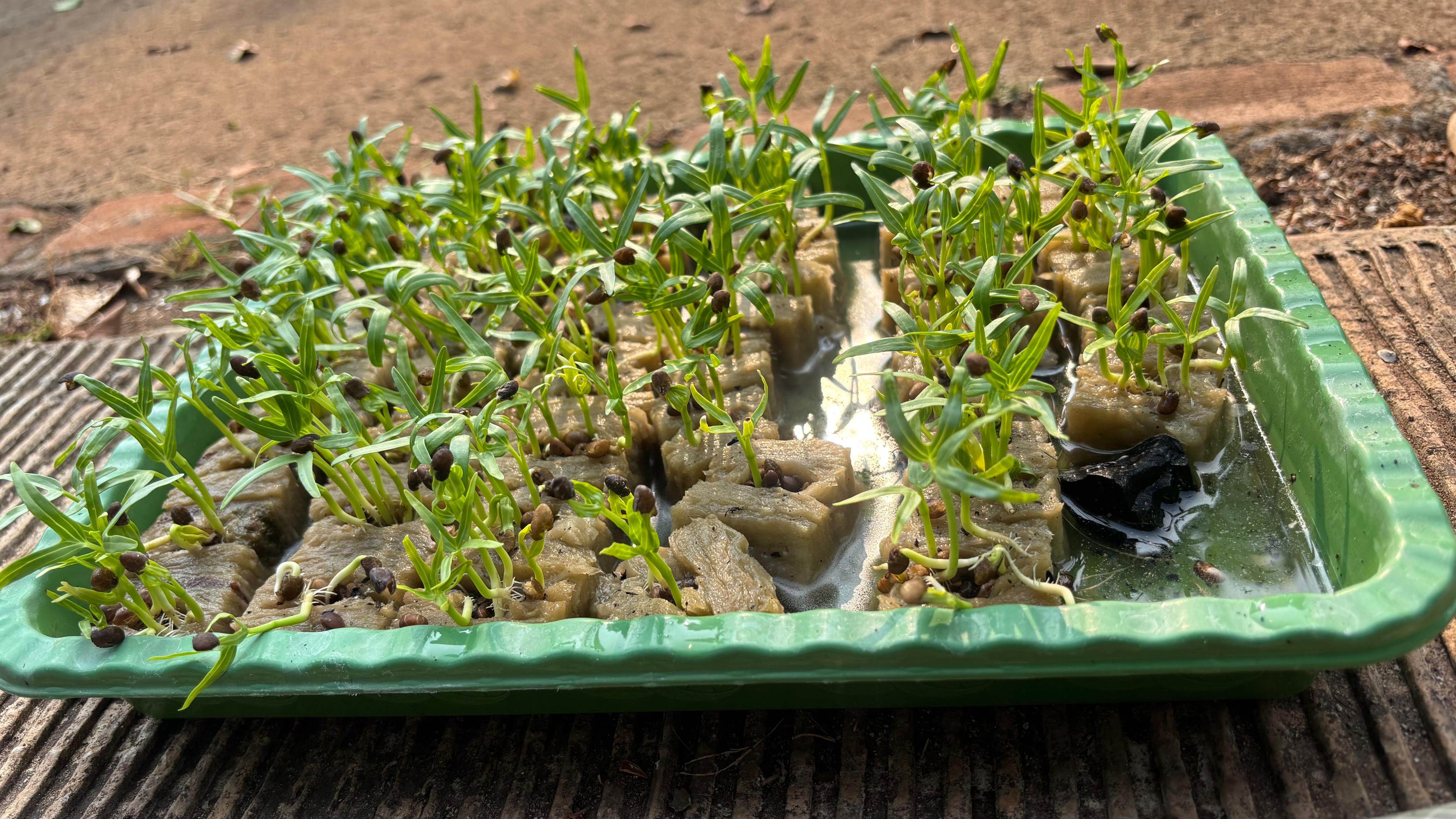 Lahan Urban Farming SMAN 109 Jakarta - Gambar 149