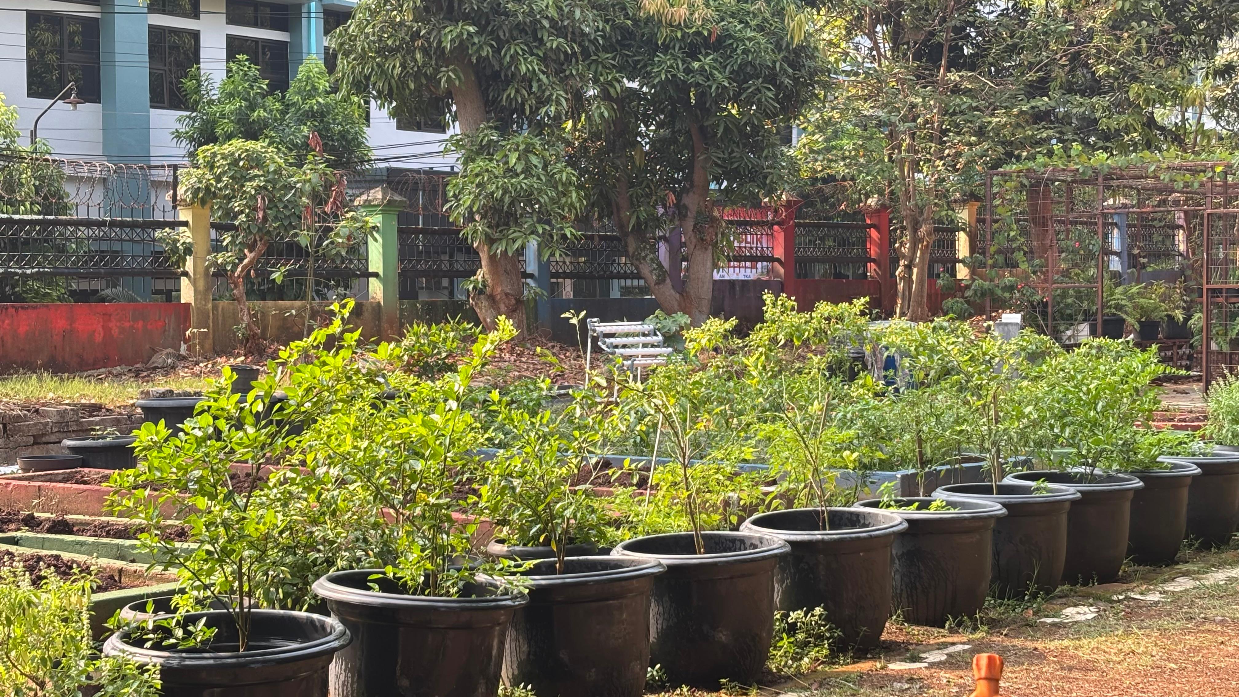 Lahan Urban Farming SMAN 109 Jakarta - Gambar 146