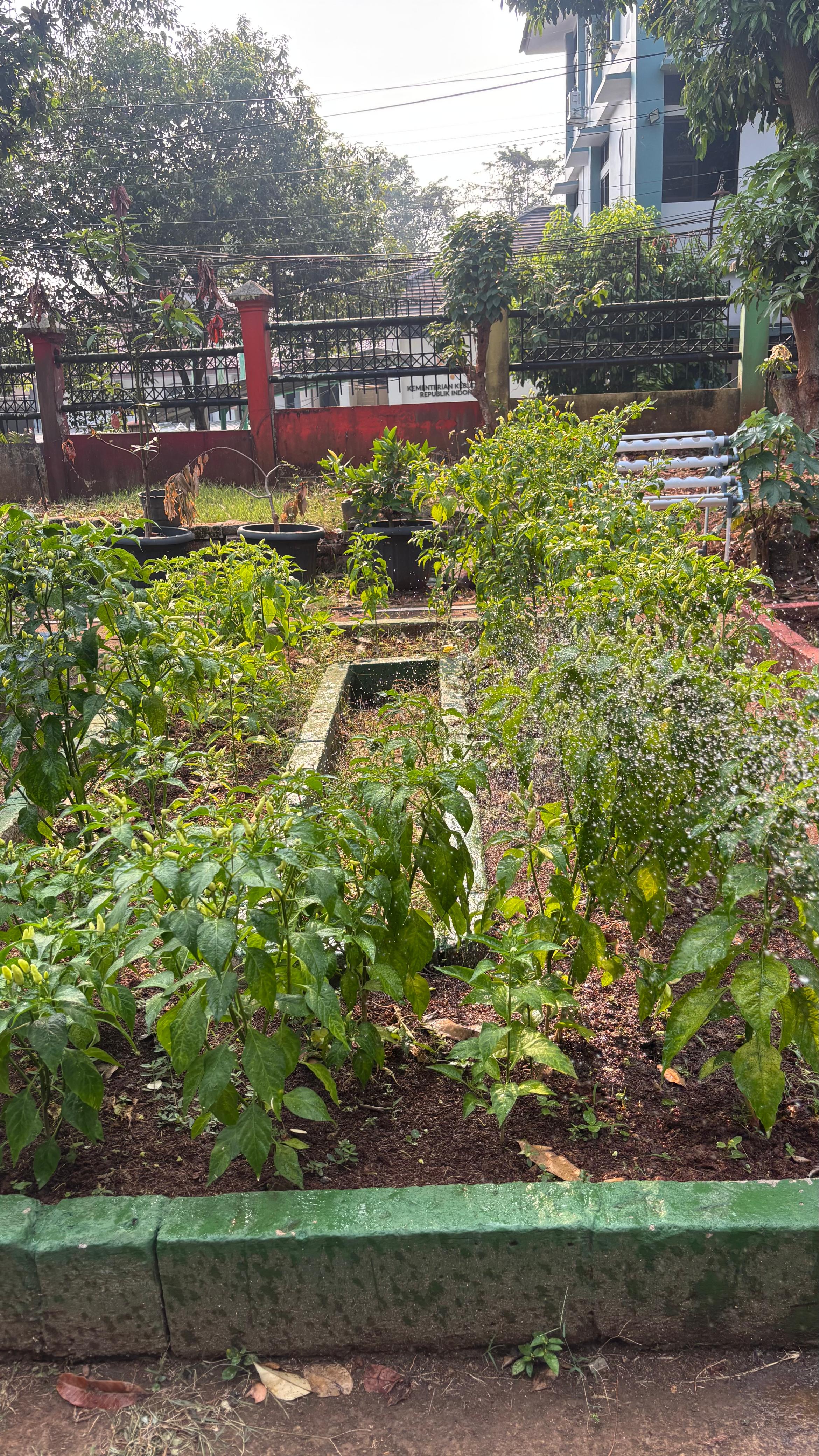 Lahan Urban Farming SMAN 109 Jakarta - Gambar 145
