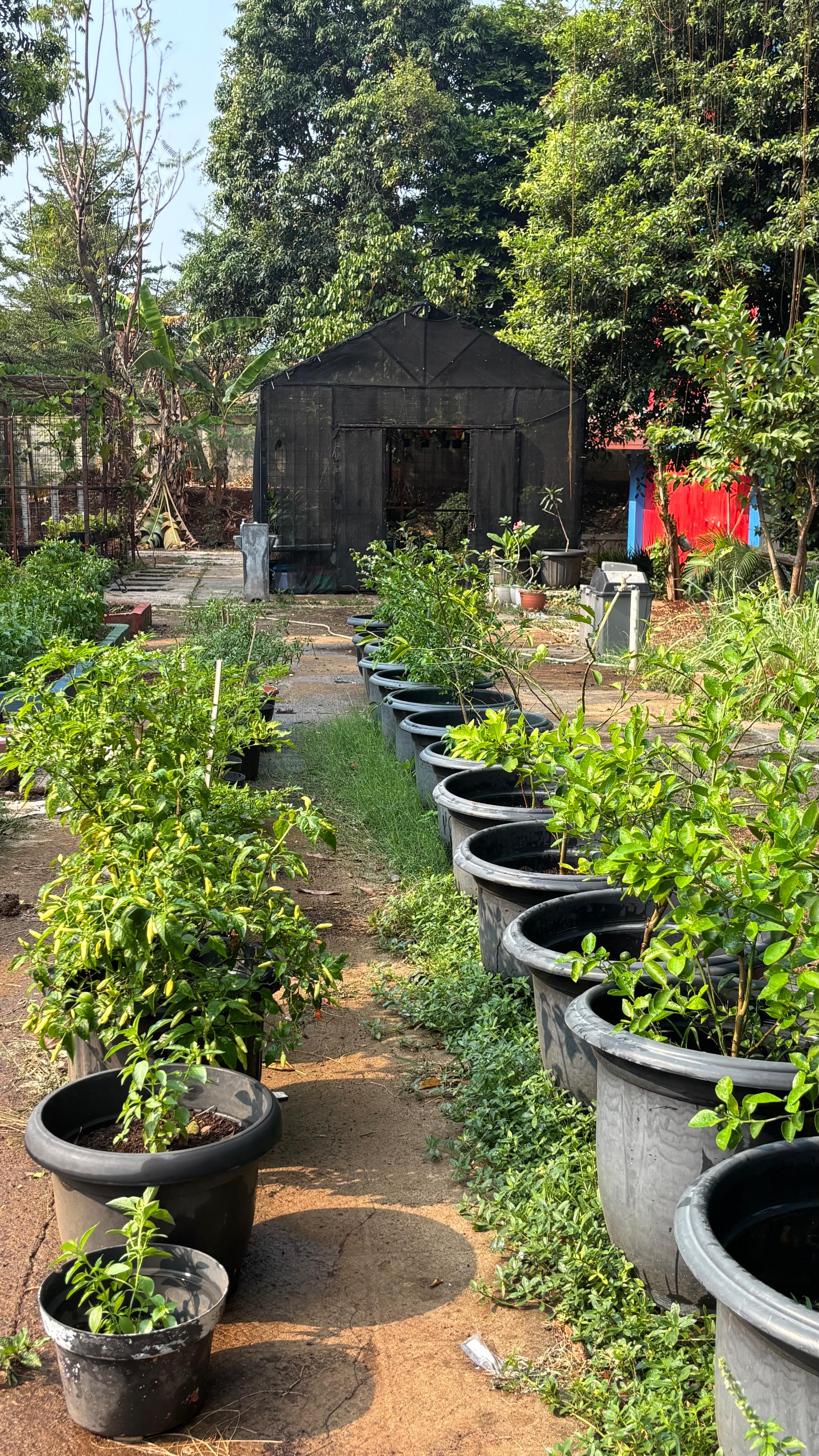 Lahan Urban Farming SMAN 109 Jakarta - Gambar 147