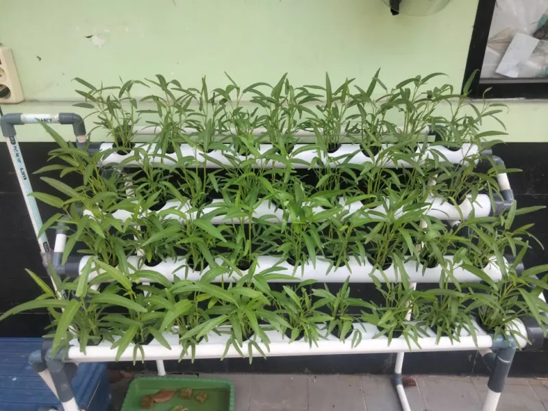 Lahan Urban Farming SMKN 20 Jakarta - Gambar 66