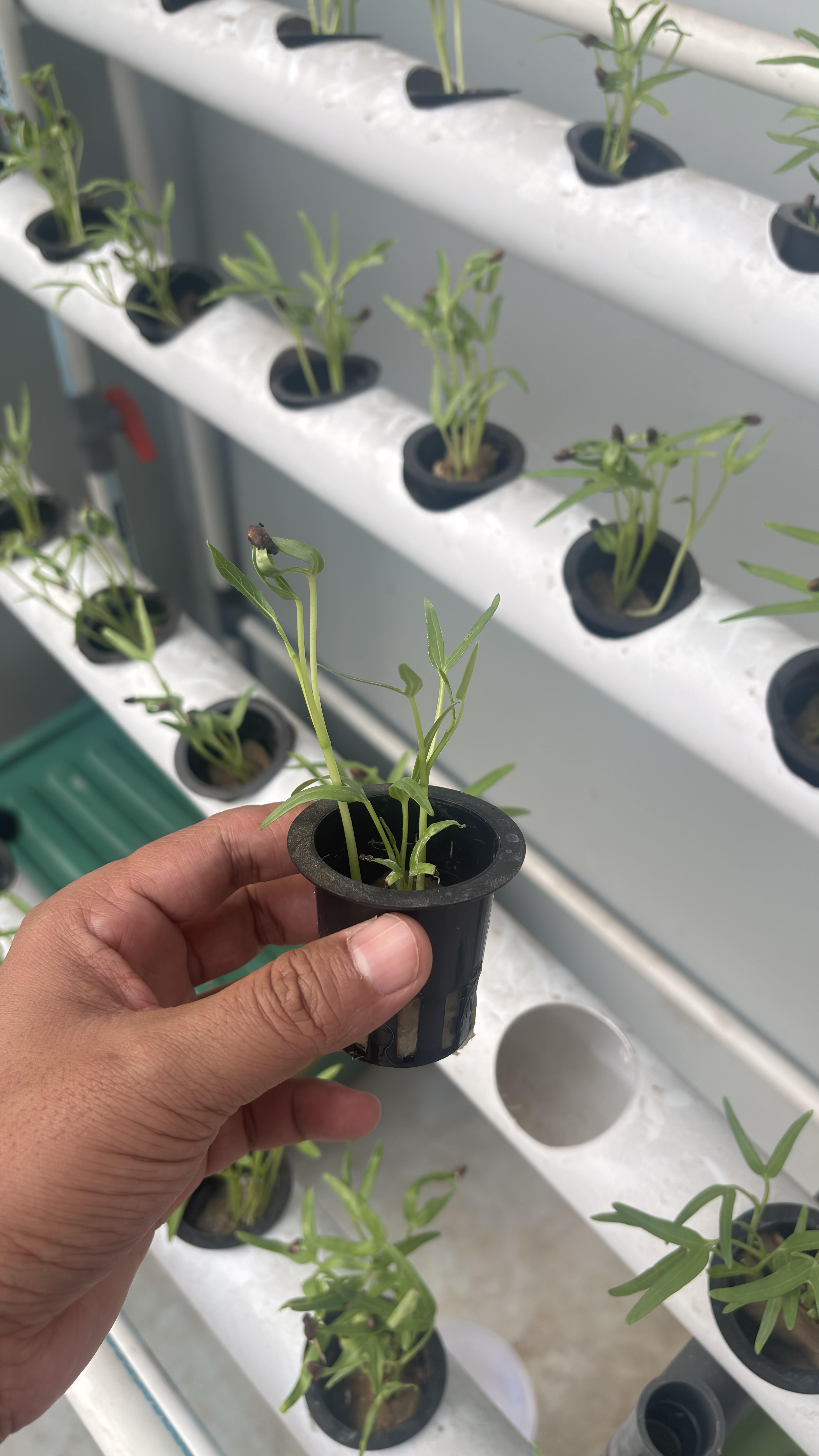 Lahan Urban Farming SMAN 116 Jakarta - Gambar 71