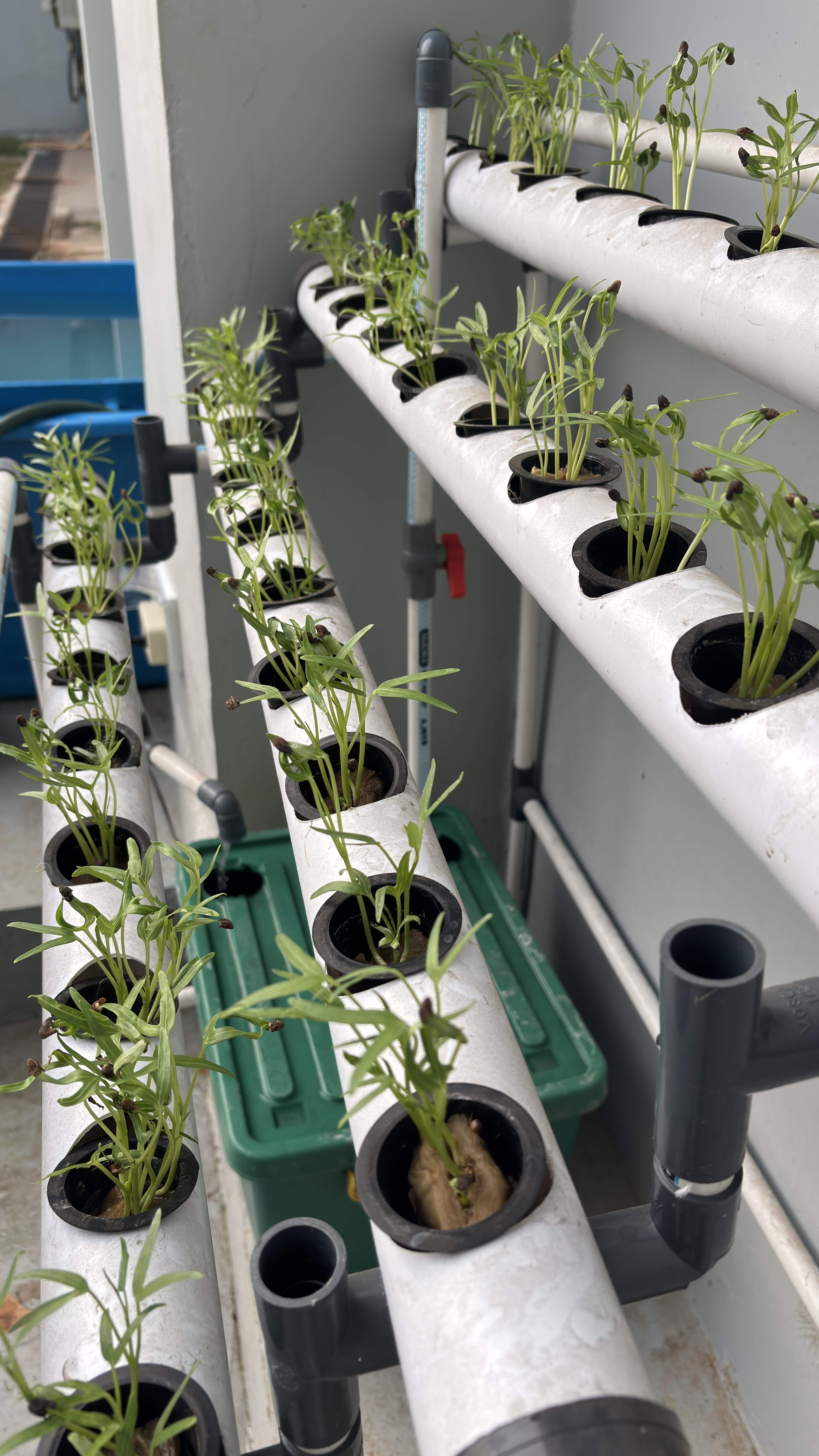 Lahan Urban Farming SMAN 116 Jakarta - Gambar 70