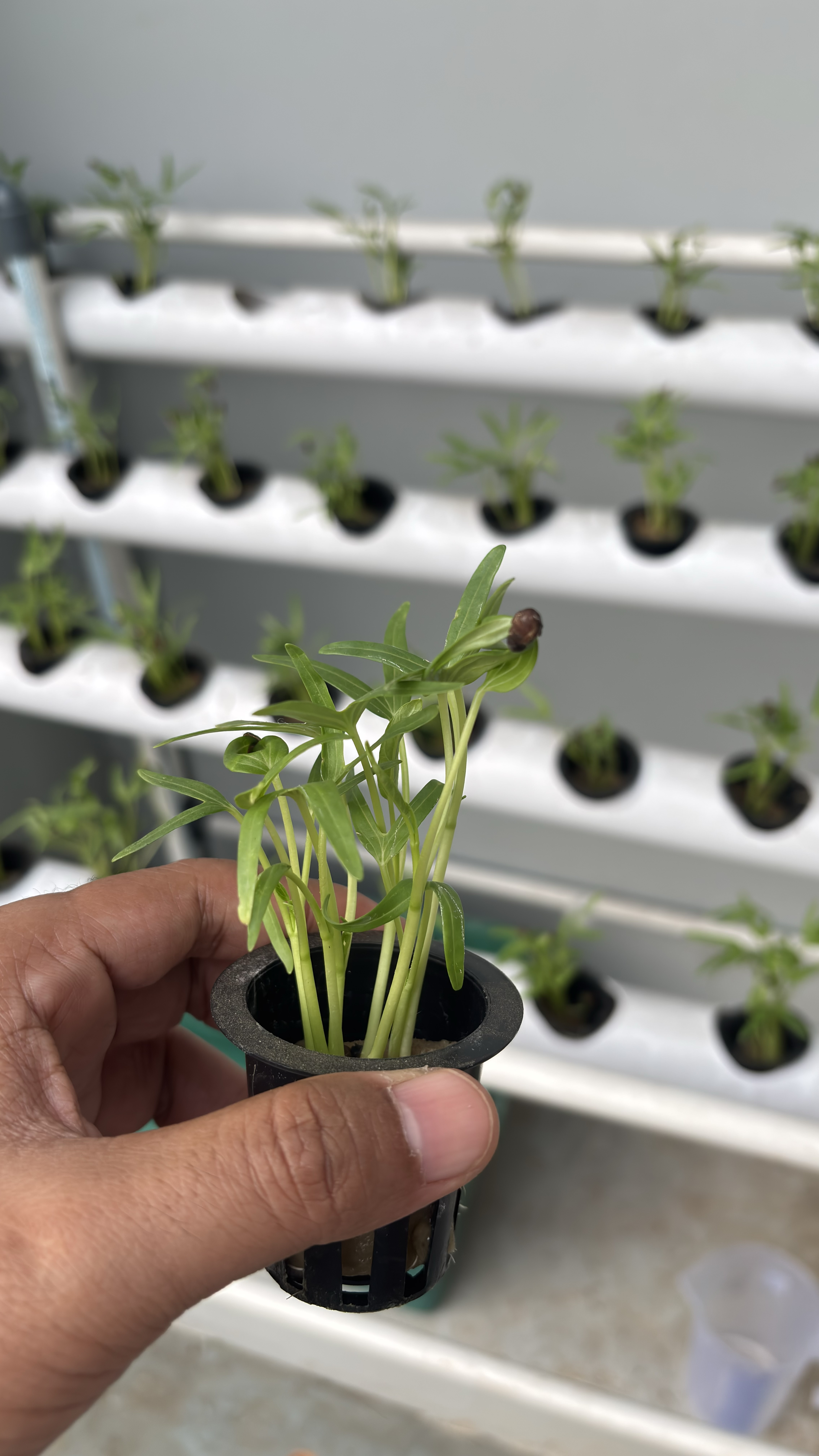 Lahan Urban Farming SMAN 116 Jakarta - Gambar 69