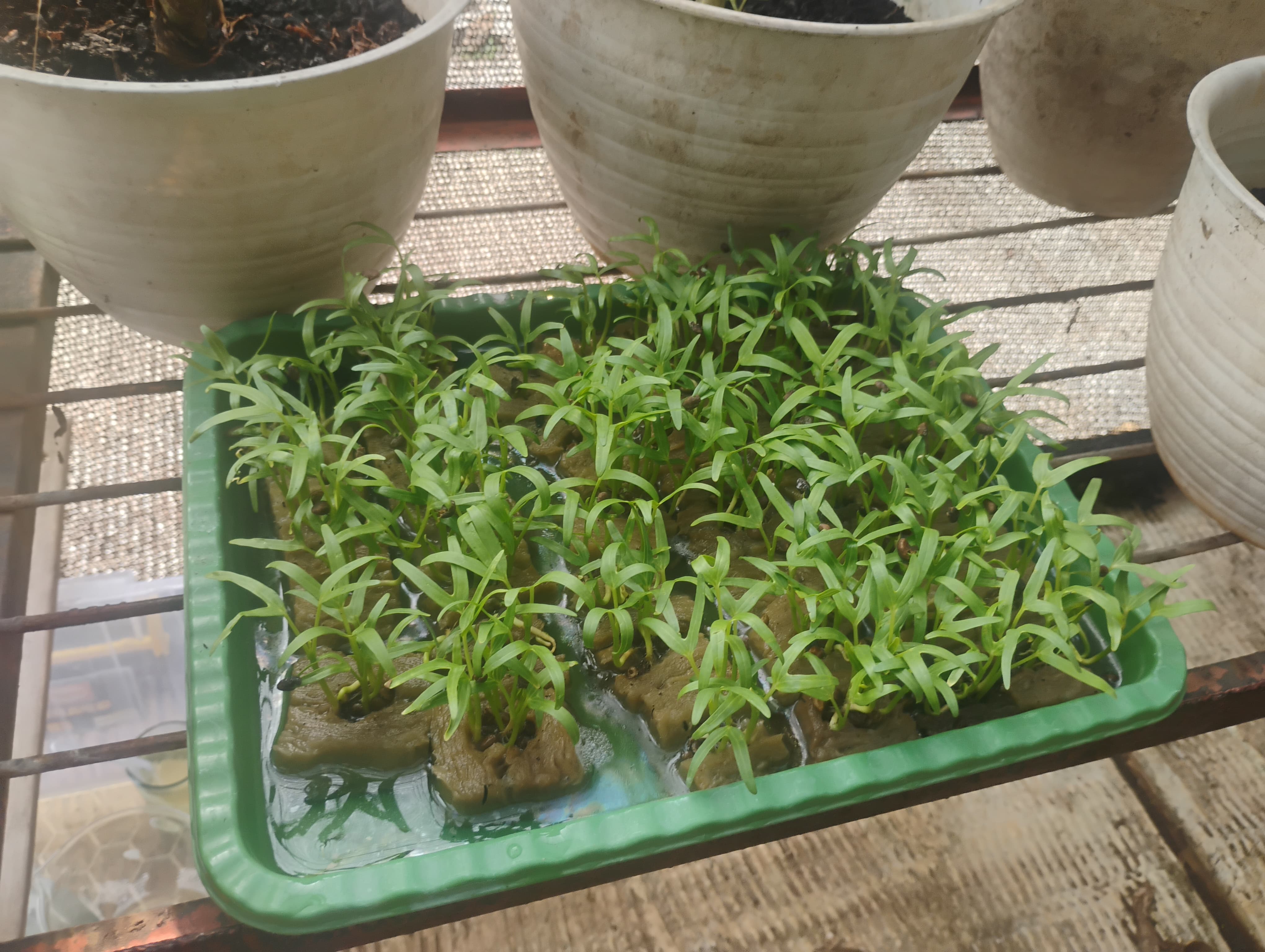 Lahan Urban Farming SMAN 109 Jakarta - Gambar 143
