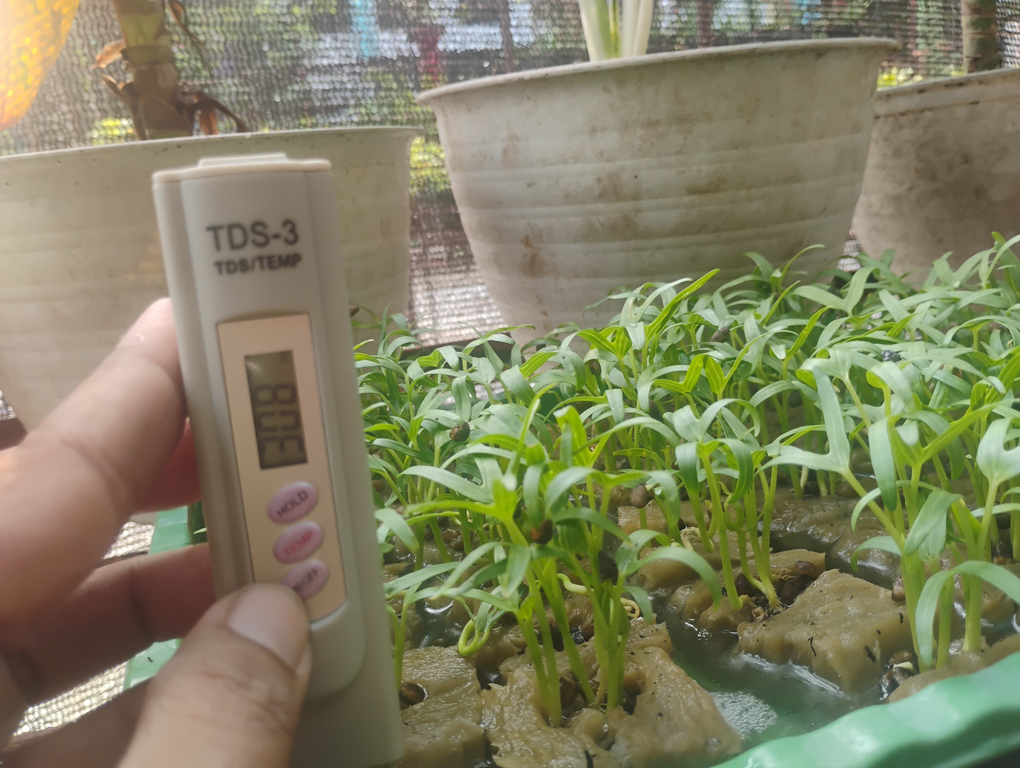 Lahan Urban Farming SMAN 109 Jakarta - Gambar 144