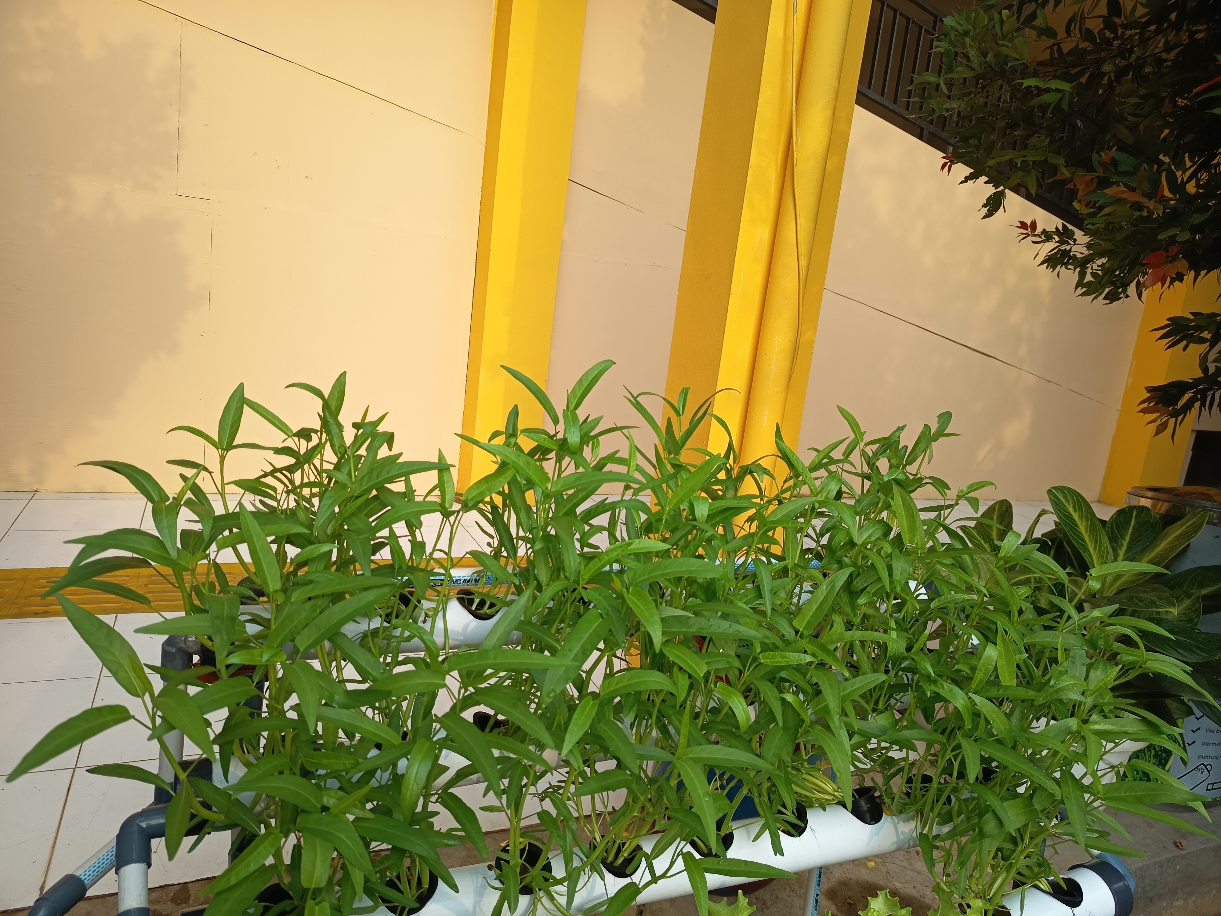 Lahan Urban Farming SLB A Pembina Tingkat Nasional - Gambar 67