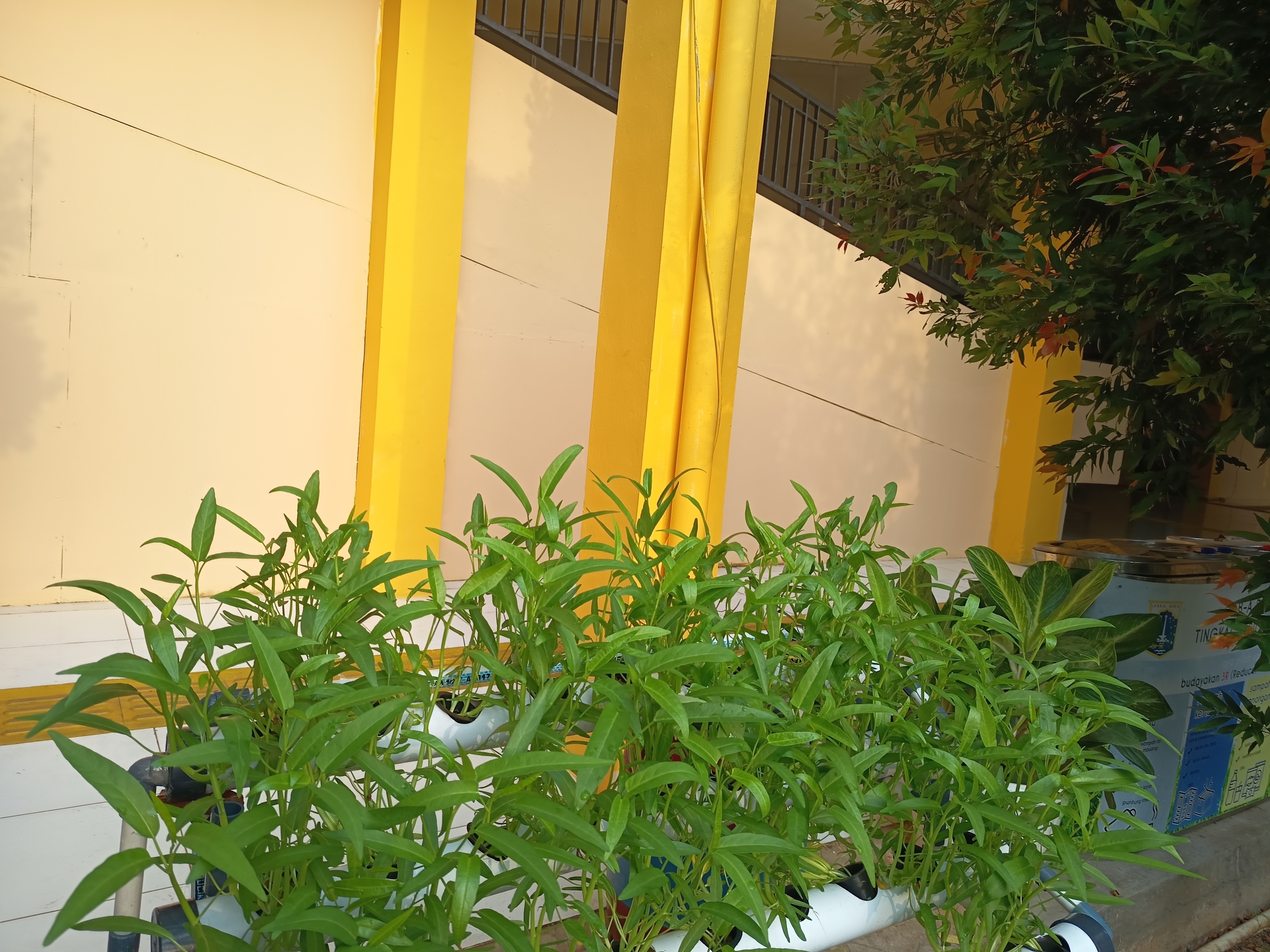 Lahan Urban Farming SLB A Pembina Tingkat Nasional - Gambar 66