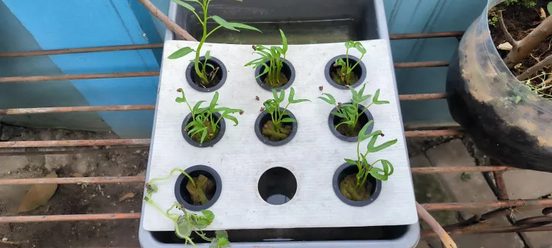 Lahan Urban Farming SMKN 43 Jakarta - Gambar 123