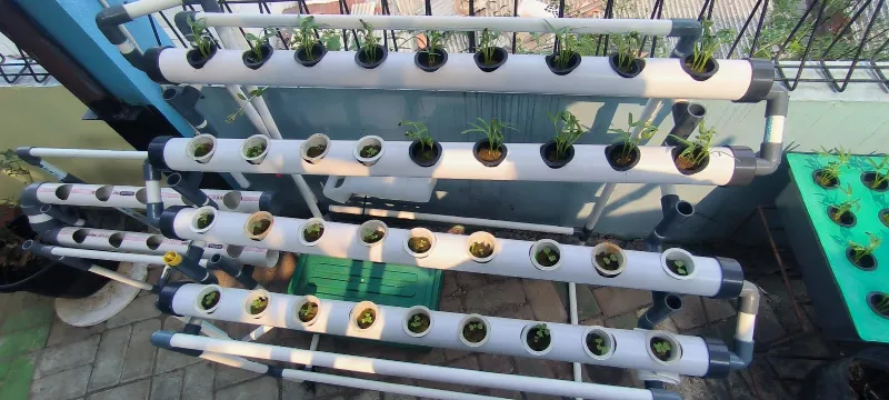 Lahan Urban Farming SMKN 43 Jakarta - Gambar 121