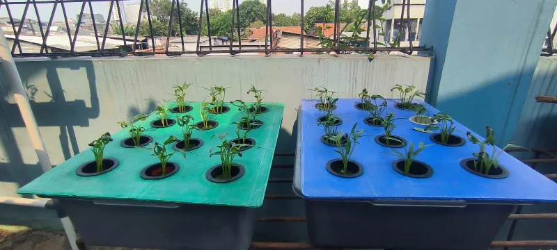 Lahan Urban Farming SMKN 43 Jakarta - Gambar 124