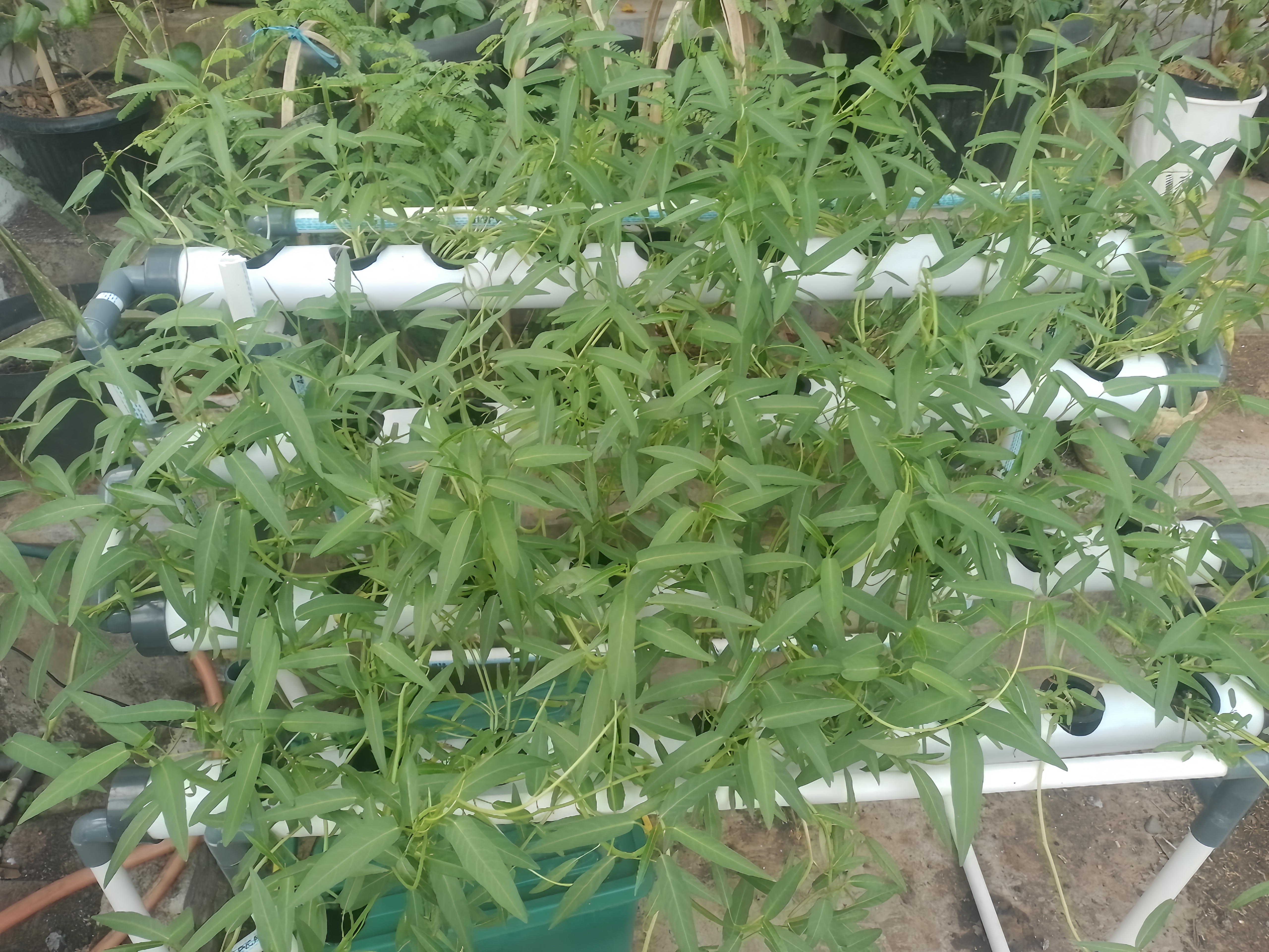Lahan Urban Farming SMAN 63 Jakarta - Gambar 49