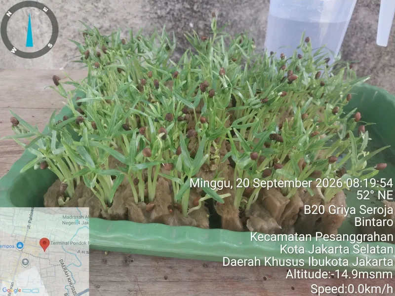 Lahan Urban Farming SDN Bintaro 09 - Gambar 90
