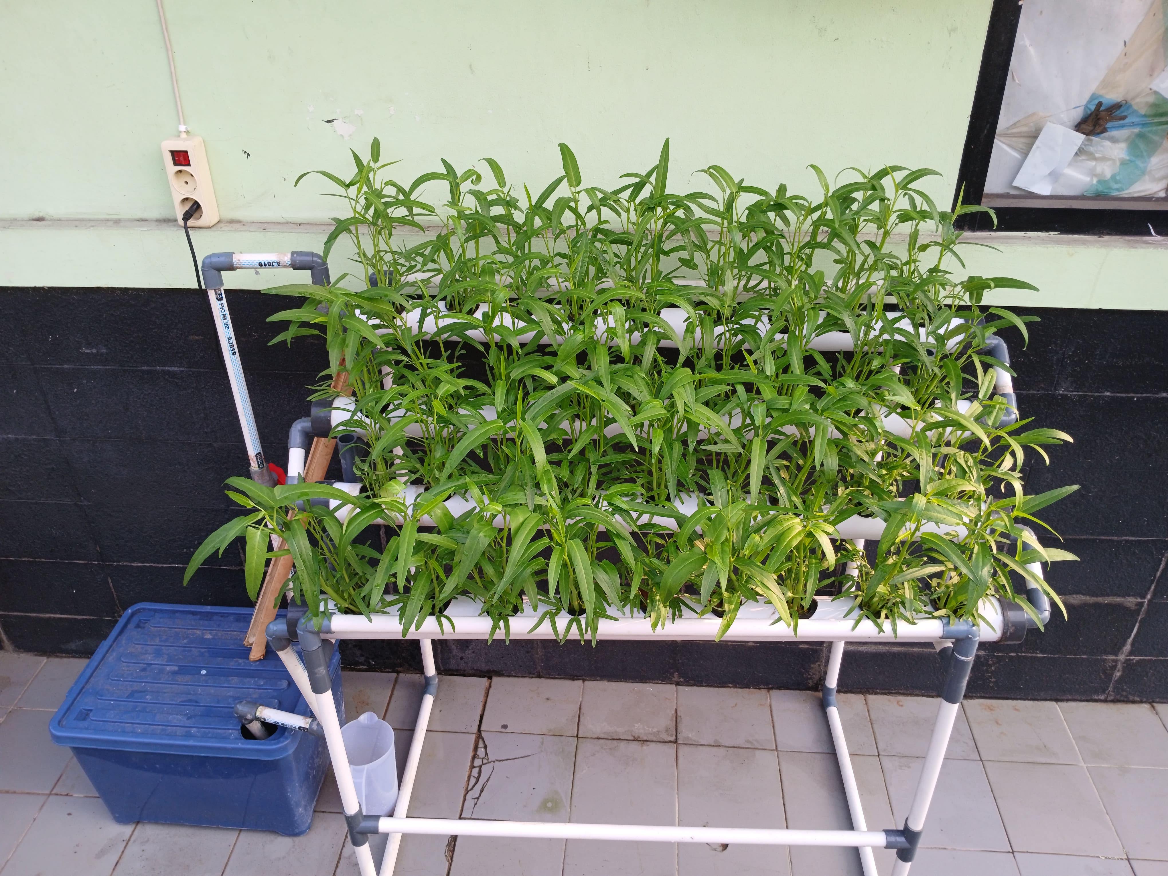 Lahan Urban Farming SMKN 20 Jakarta - Gambar 62