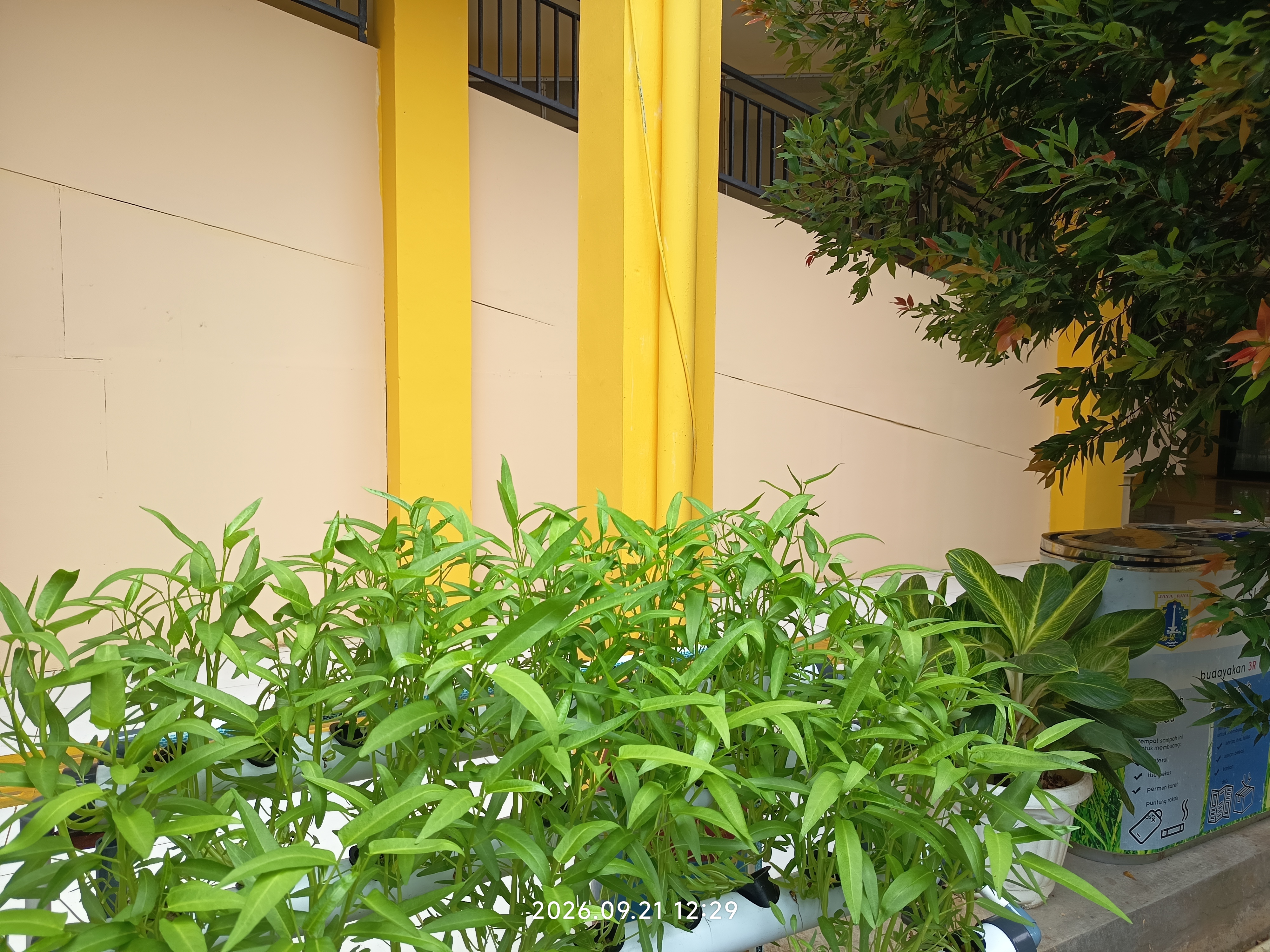 Lahan Urban Farming SLB A Pembina Tingkat Nasional - Gambar 64