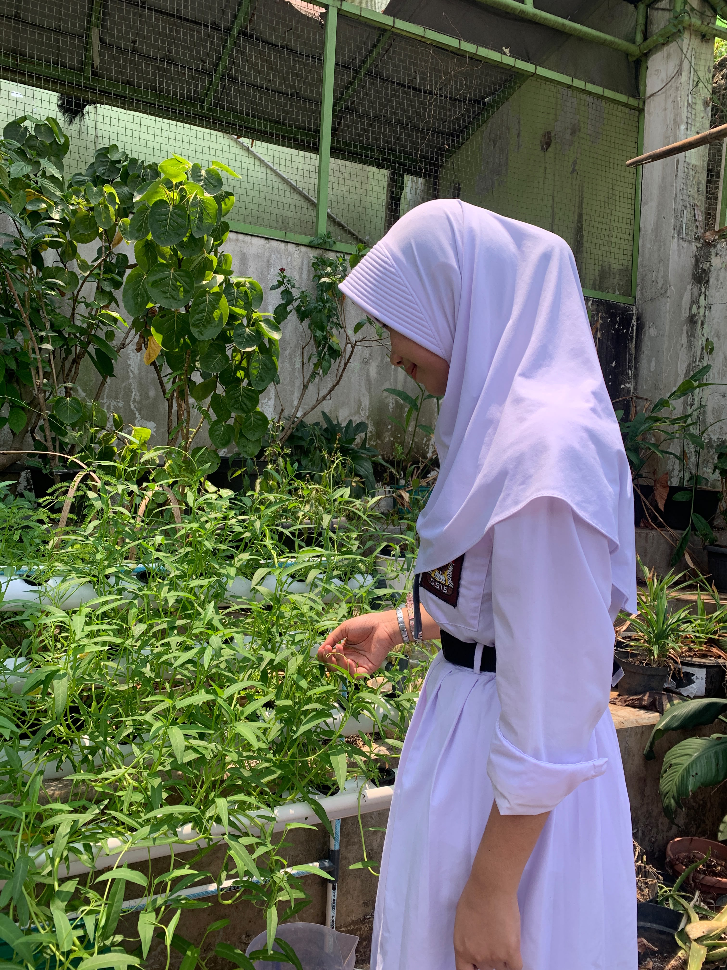 Lahan Urban Farming SMAN 63 Jakarta - Gambar 46