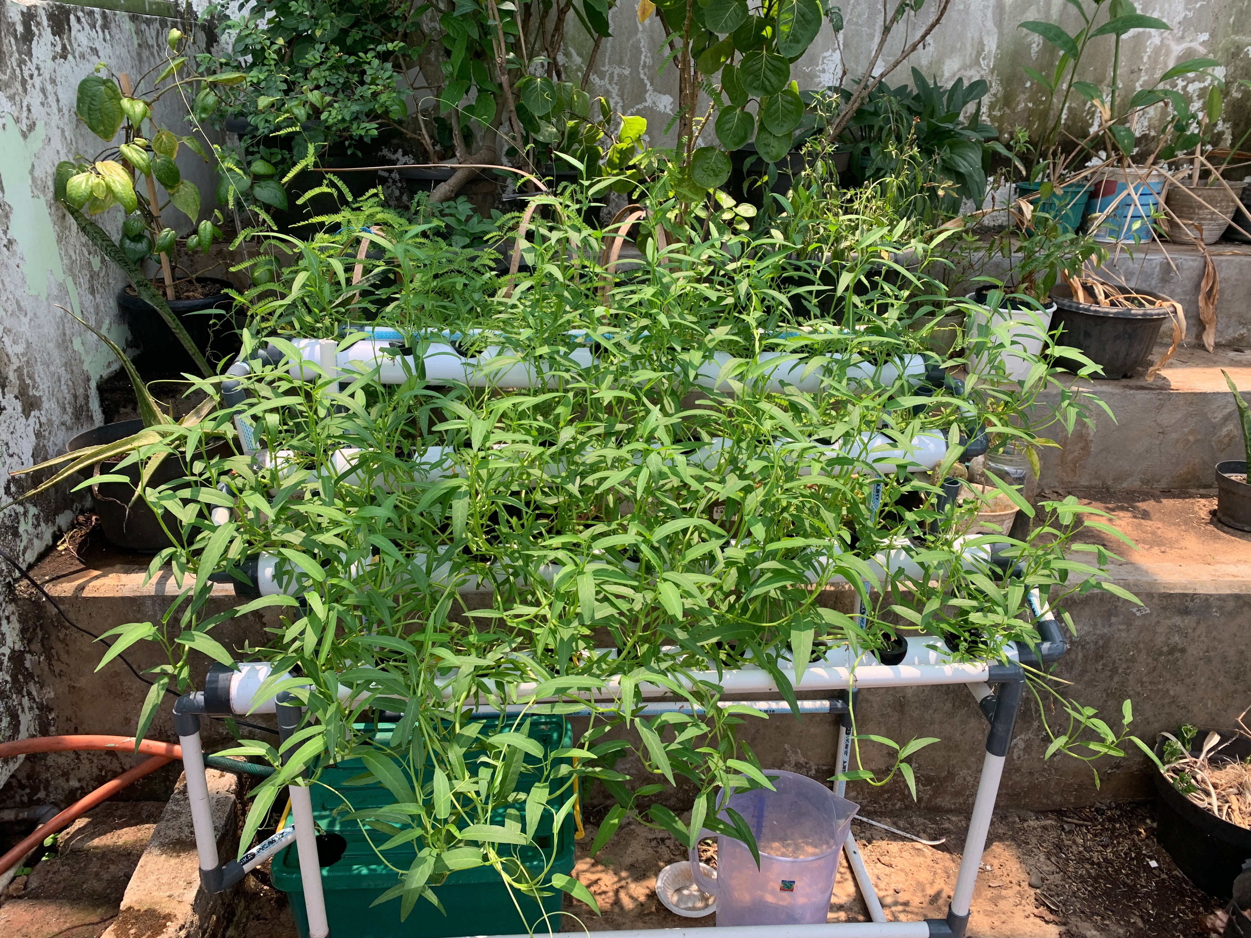 Lahan Urban Farming SMAN 63 Jakarta - Gambar 47
